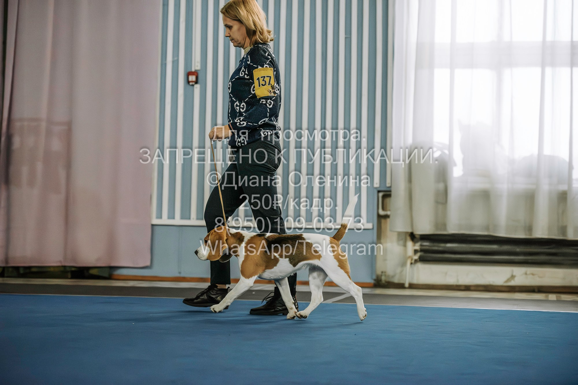 Выставка собак Красноярск 29.10.2023. Фотограф Диана Оленина Красноярск / Братск