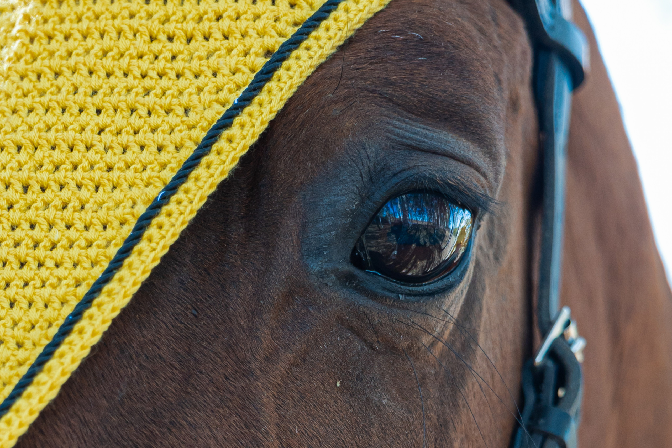 Фотосессия с лошадьми