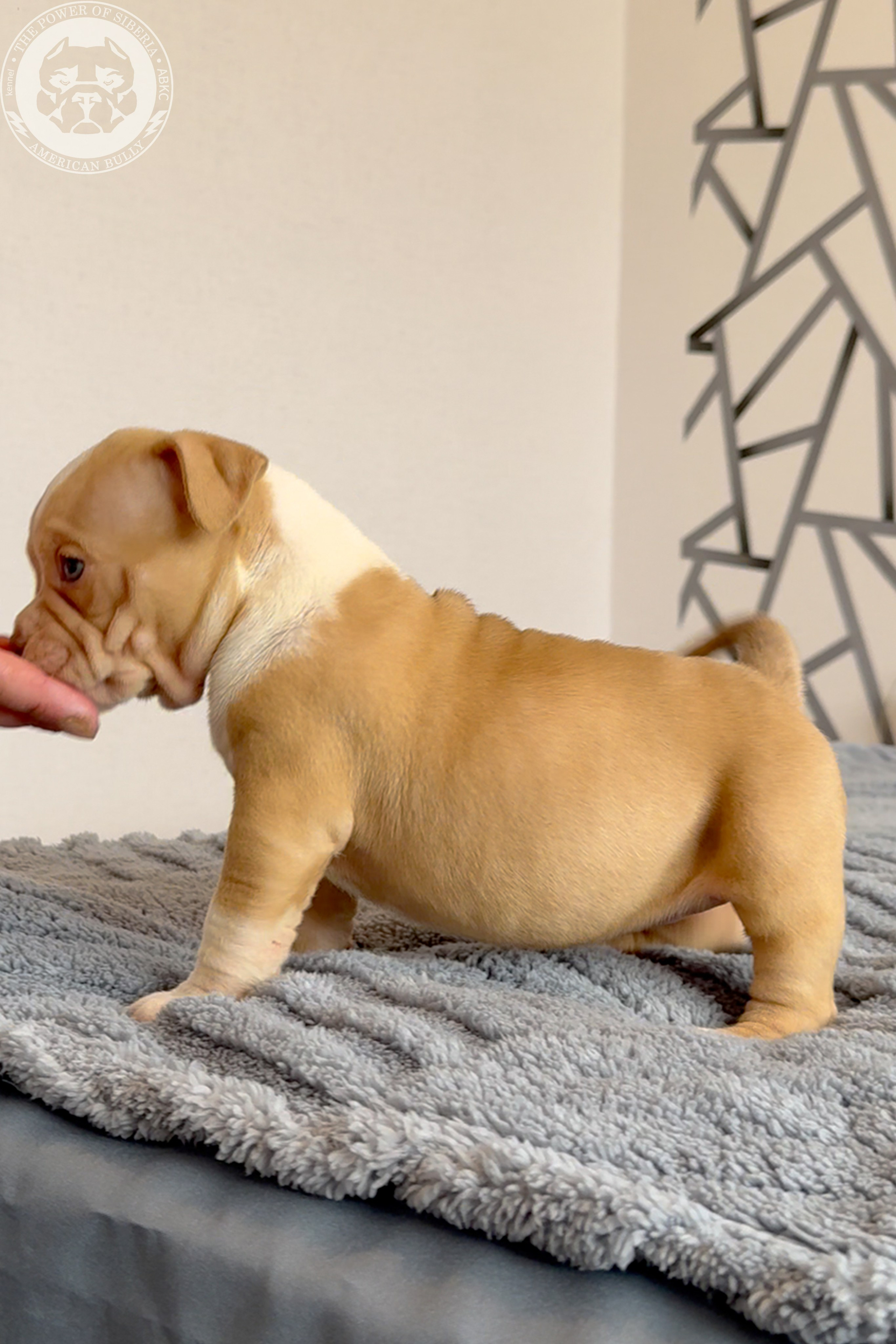 Свободные щенки Американский Булли, в типах покет, классик, стандарт. Американский Булли в г. Ростов-на-Дону. Питомник THE POWER OF SIBERIA