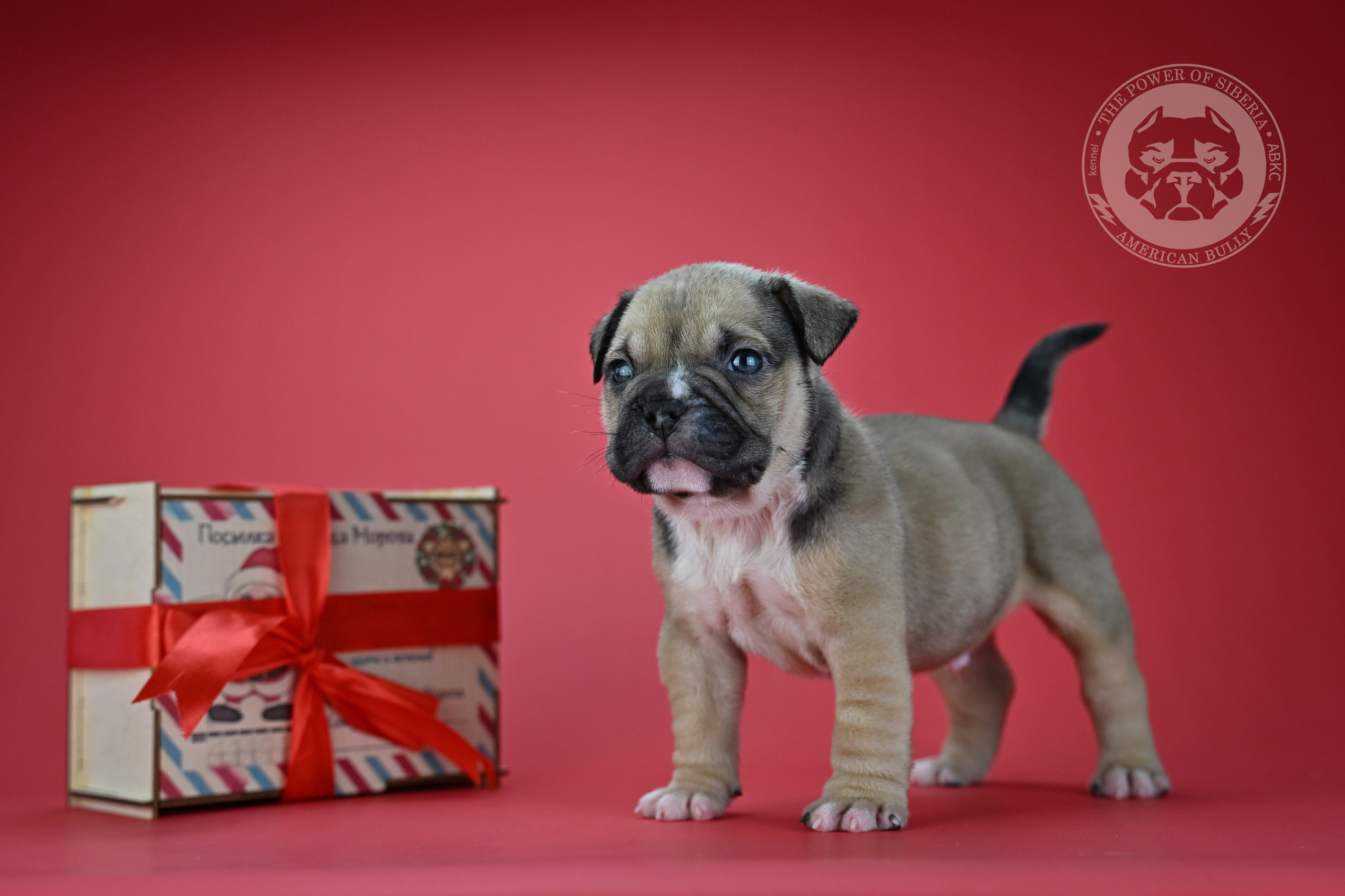 22.11.25 Тагира-Каспер. Американский Булли в г. Ростов-на-Дону. Питомник THE POWER OF SIBERIA