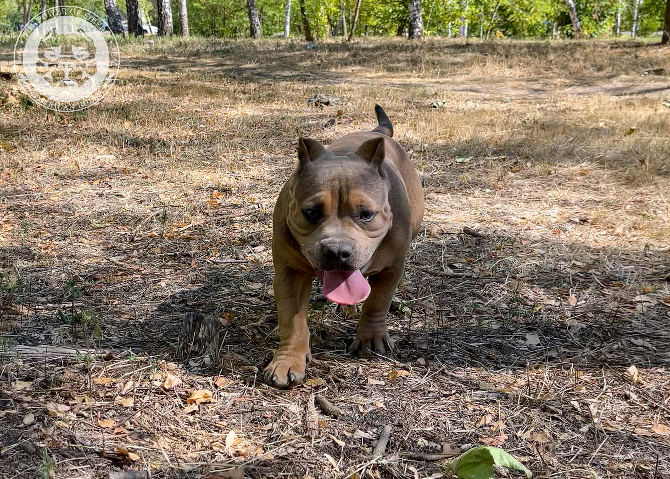 Помет Каспер и Тагира. 21.04.25. Американский Булли в г. Ростов-на-Дону. Питомник THE POWER OF SIBERIA