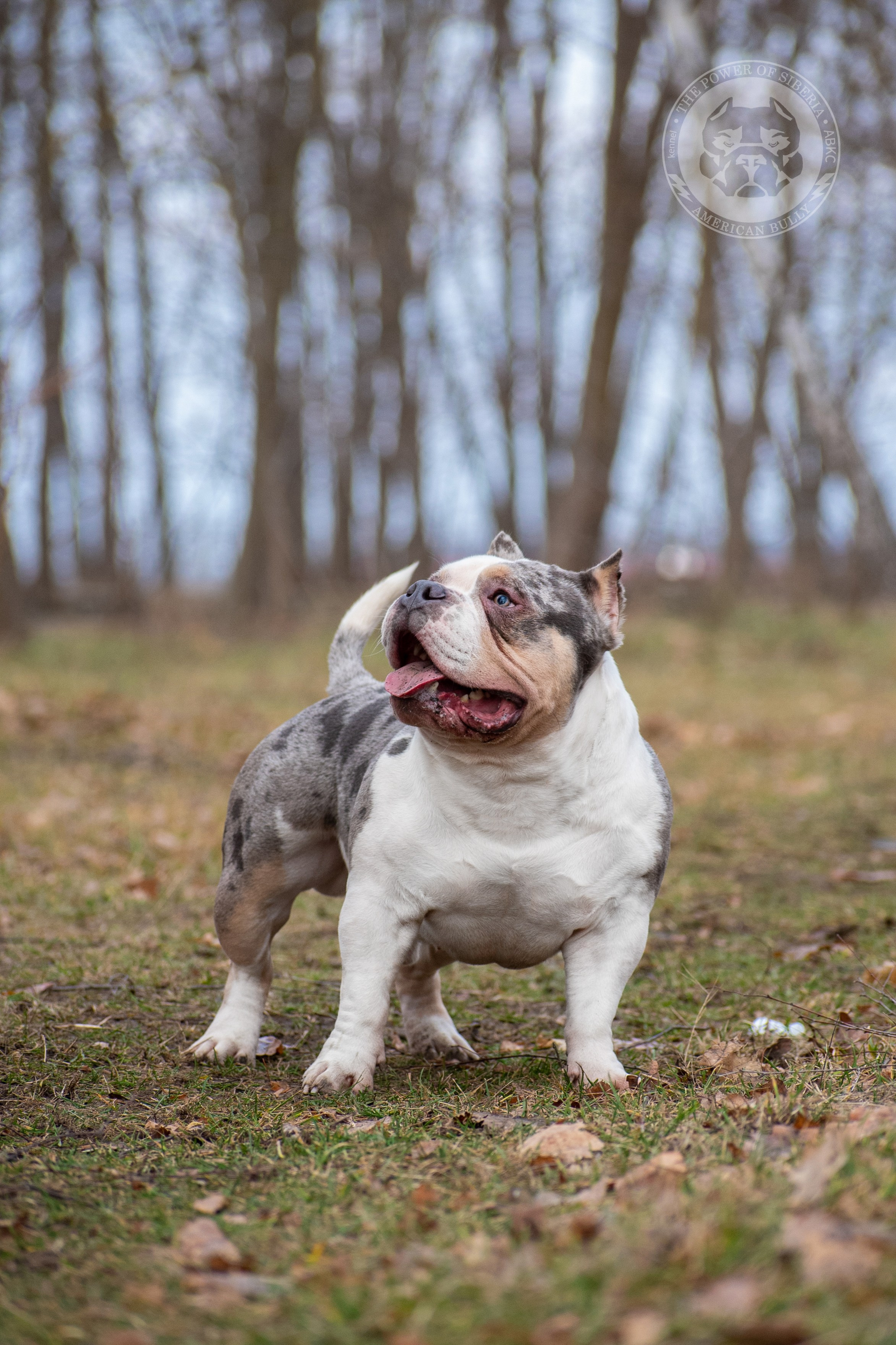 Январские фотографии Каспера (дубль). Американский Булли в г. Ростов-на-Дону. Питомник THE POWER OF SIBERIA