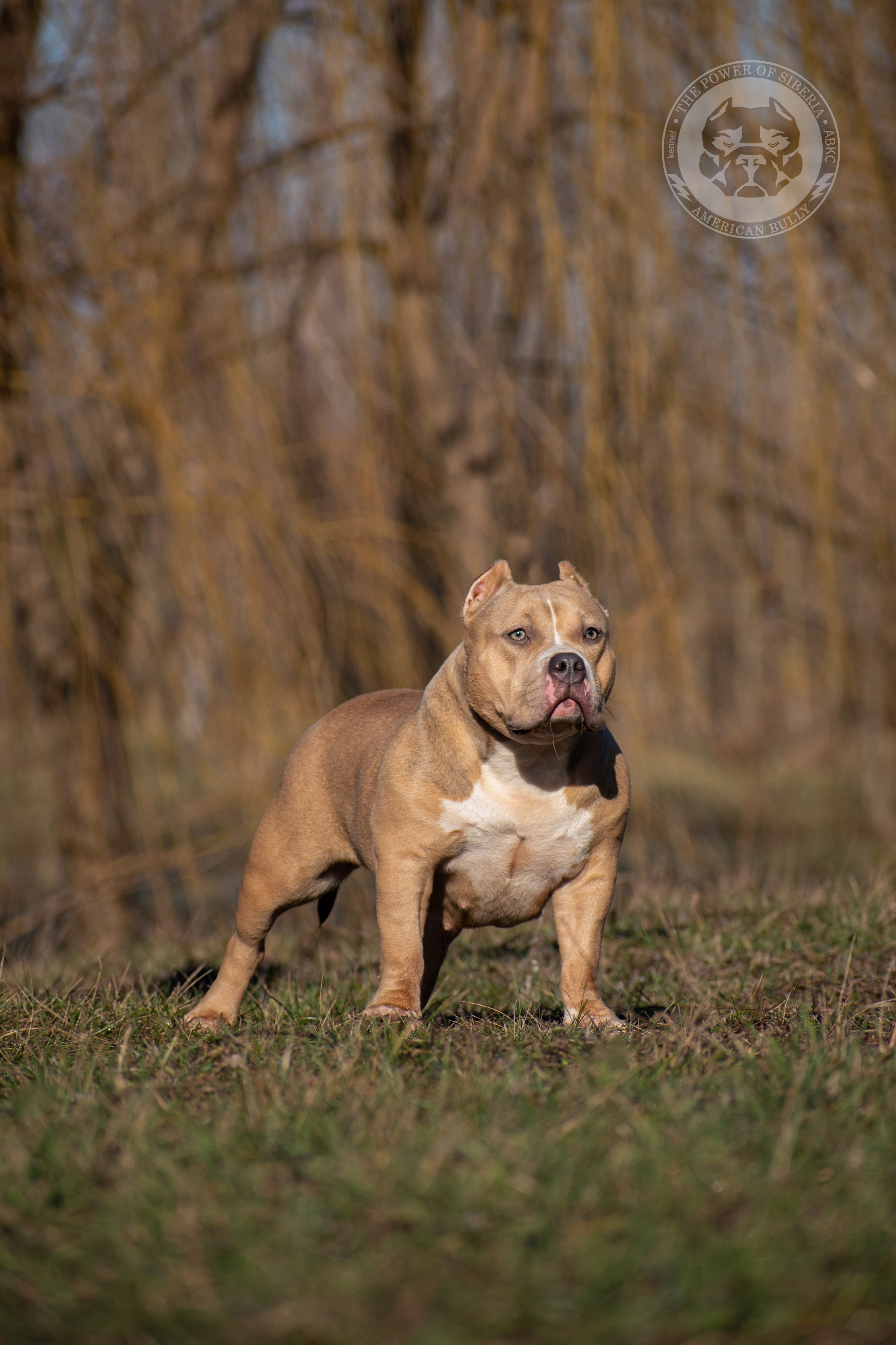 продажа щенков амбулли в Сургуте