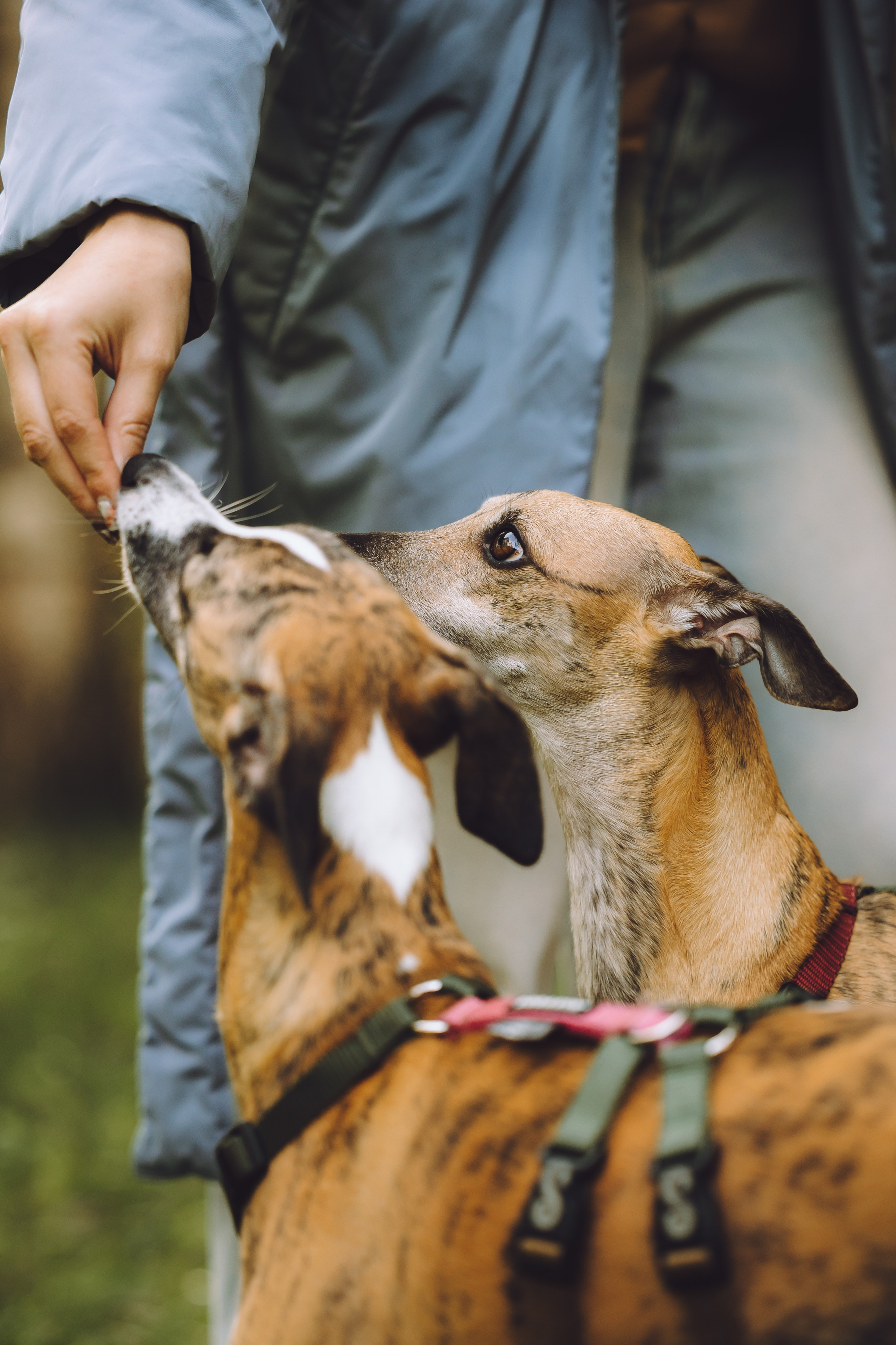 Выездной дог-тренинг от школы «Шерсть имею», Тованово