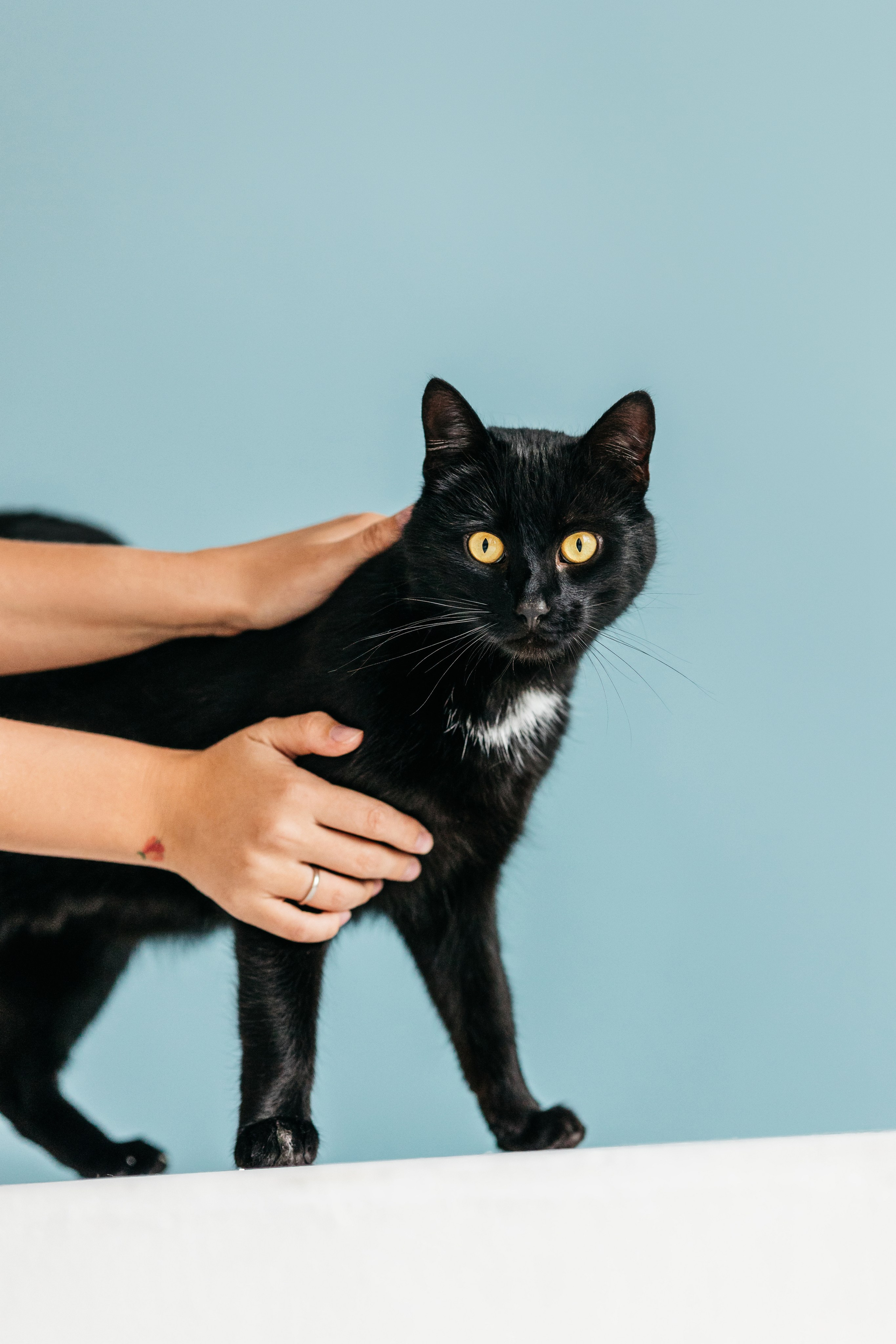 Кузя. Фотограф-анималист Елена Радченко, Москва