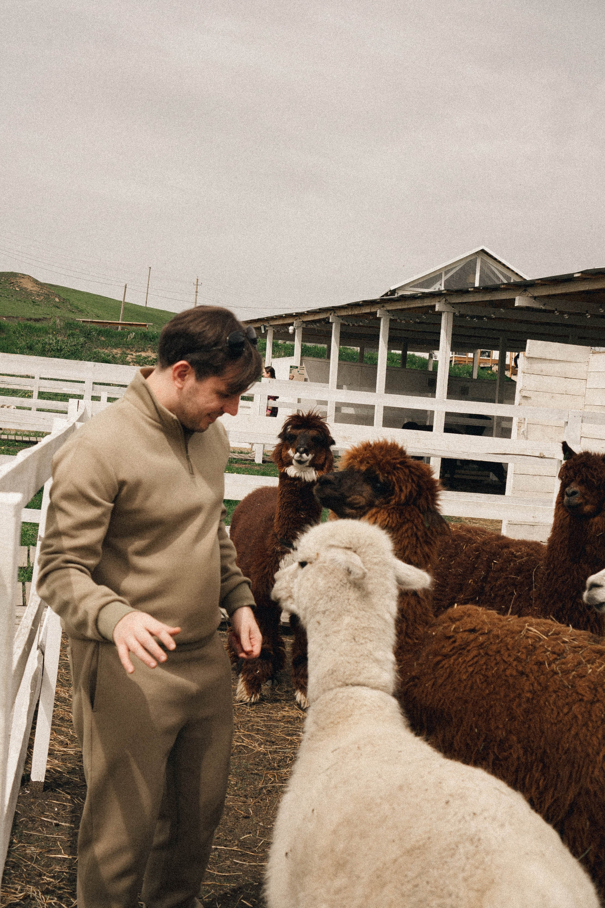 Ферма Альпак. Профессиональный фотограф, Санкт-Петербург — Виктория Богомолова