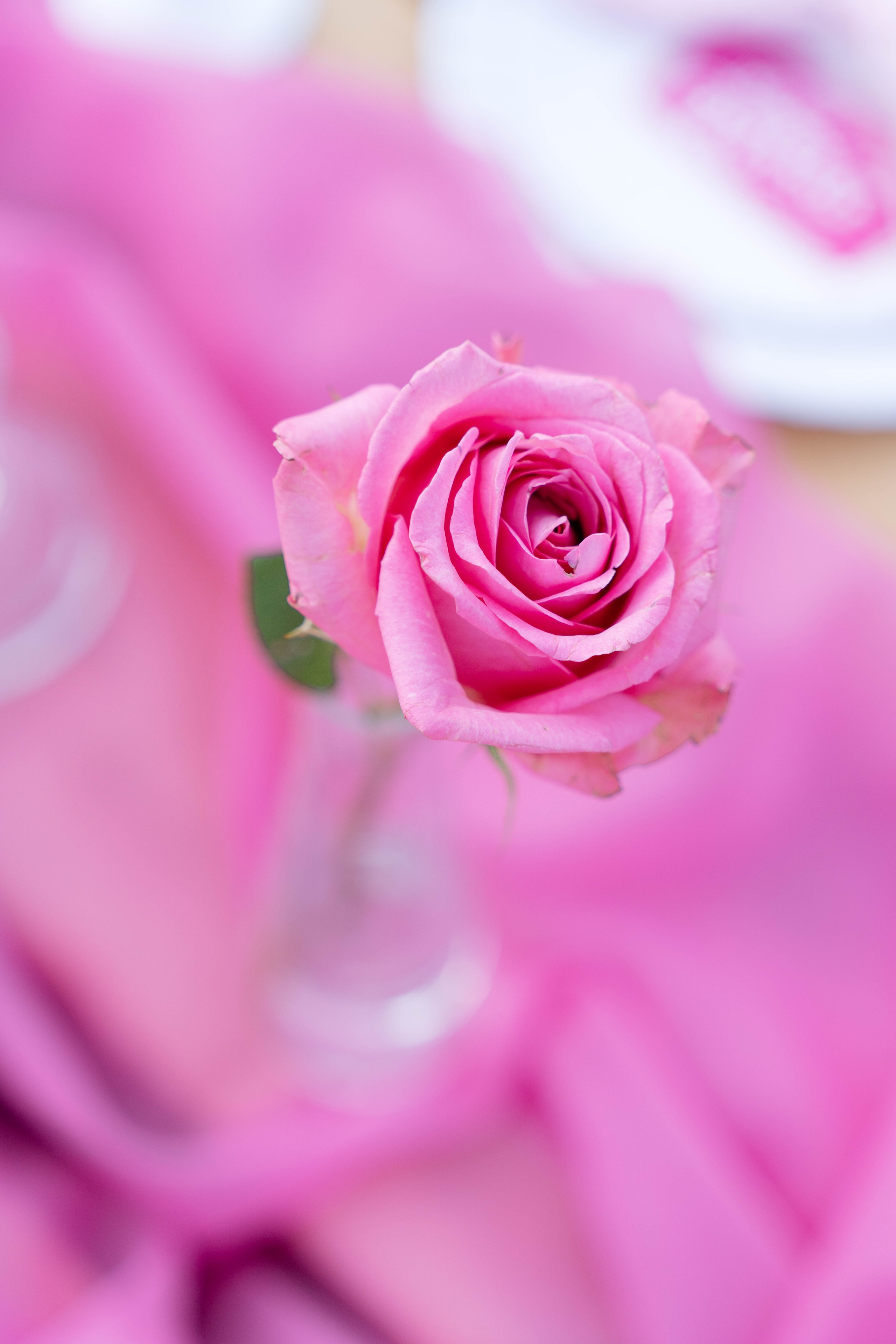 Barbie Пикник. Свадебный фотограф в Краснодаре и Санкт-Петербурге Евгения Алексеева