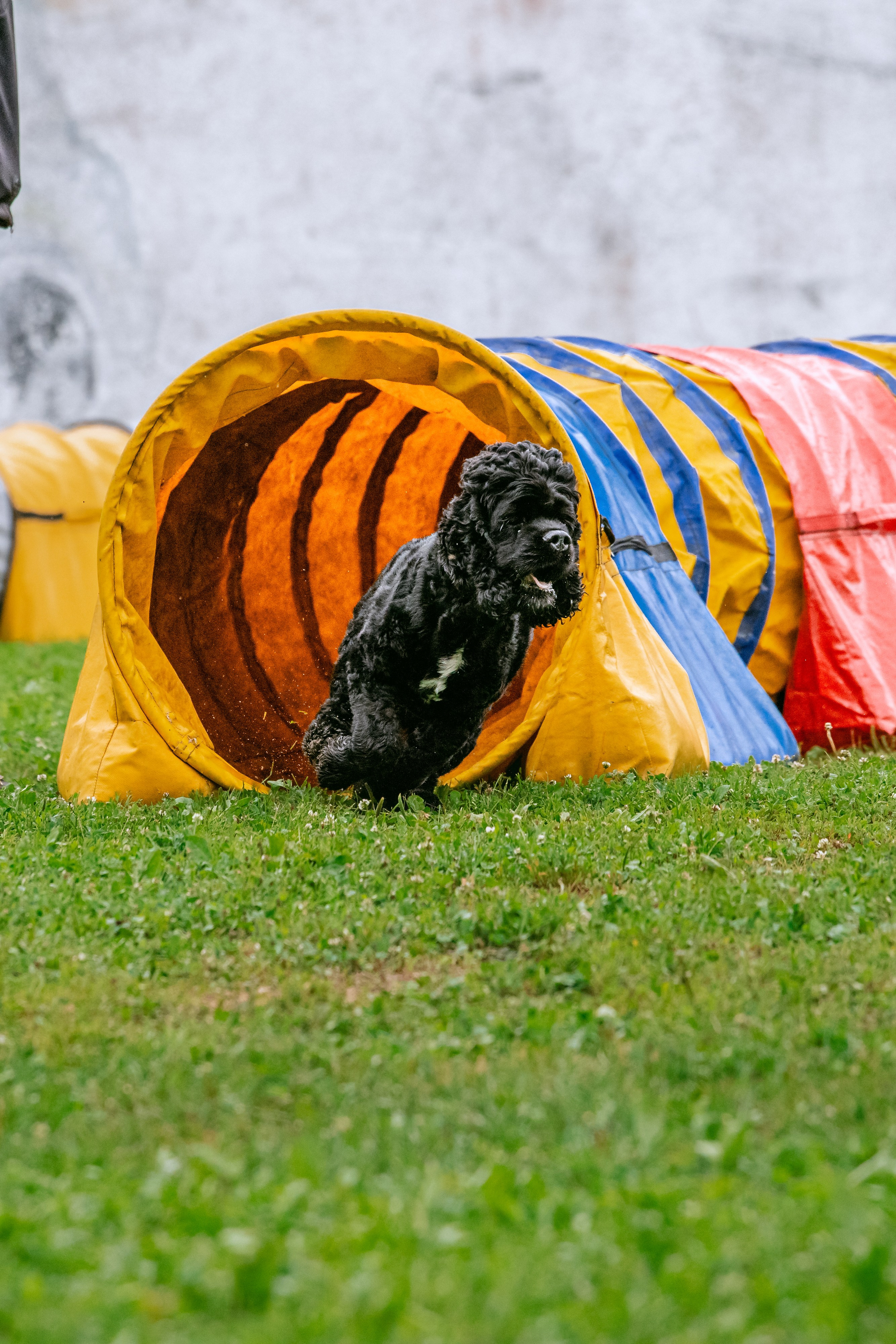 Соревнования по аджилити Долгопрудный 30.06.2025. Фотограф-анималист Татьяна Степанова