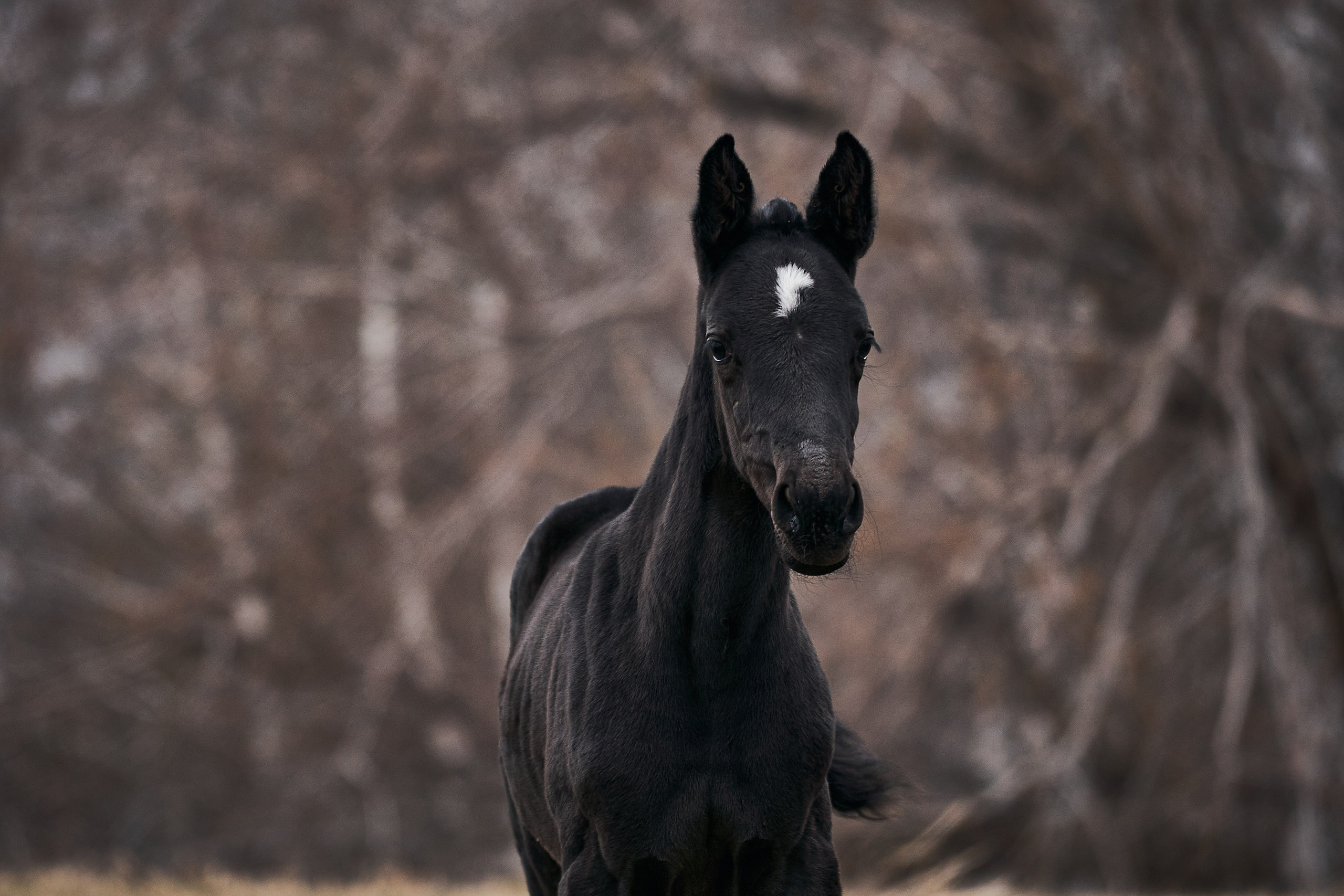 Деспина Хит, спортивная помесь, КСОЦ «Свобода». Фотосессии с лошадьми в Москве, Новосибирске
