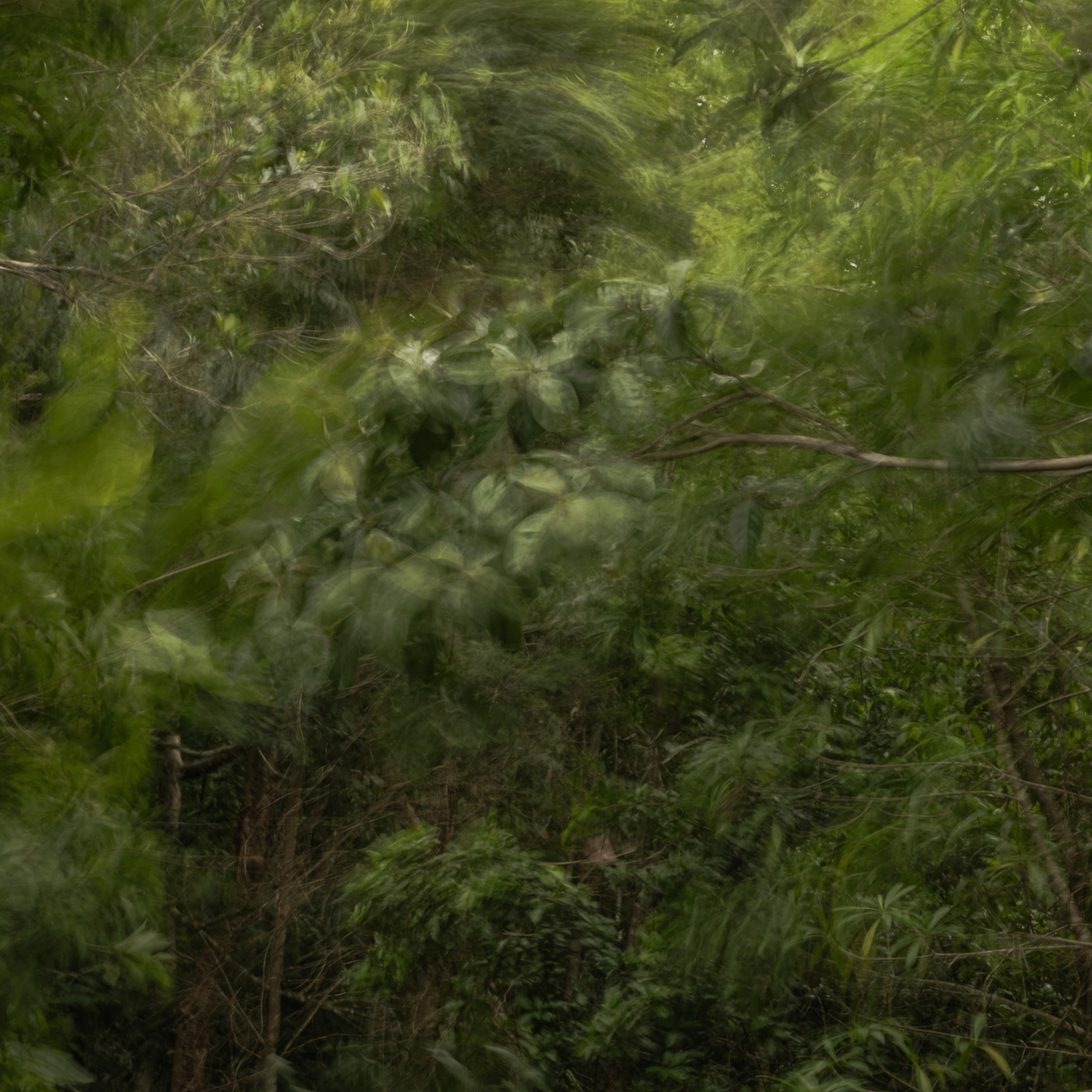 Momotus Azul. Margarita Rodionova — a contemporary lens-based artist currently working in Cancun, Mexico