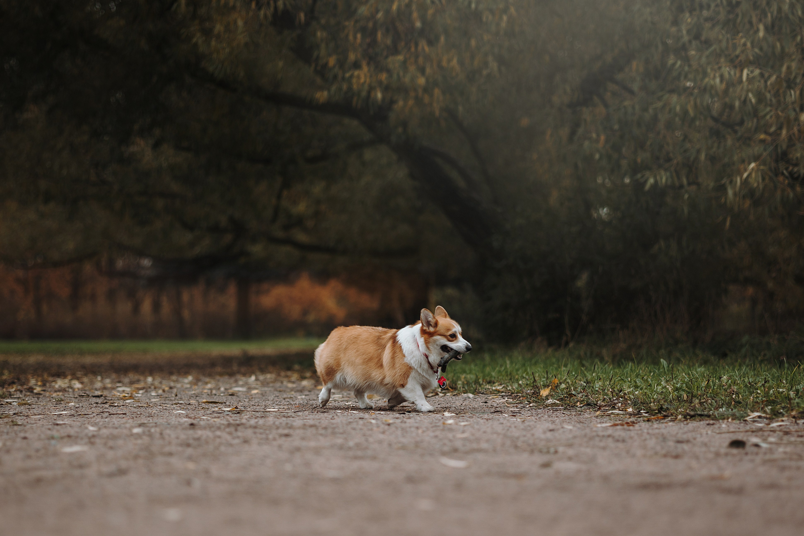 Юля и Терри. Фотограф — Анималист | Санкт-Петербург