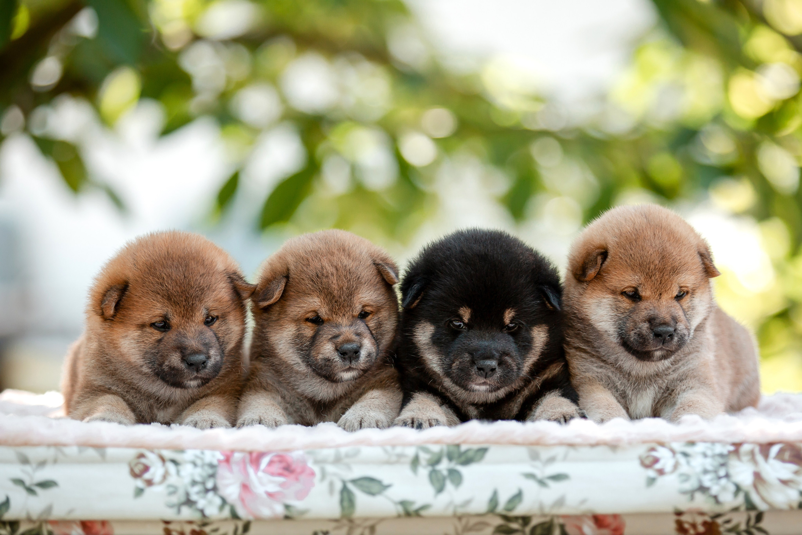 Фотосъёмка щенков. Фотограф-анималист в Краснодаре Маша Мельникова