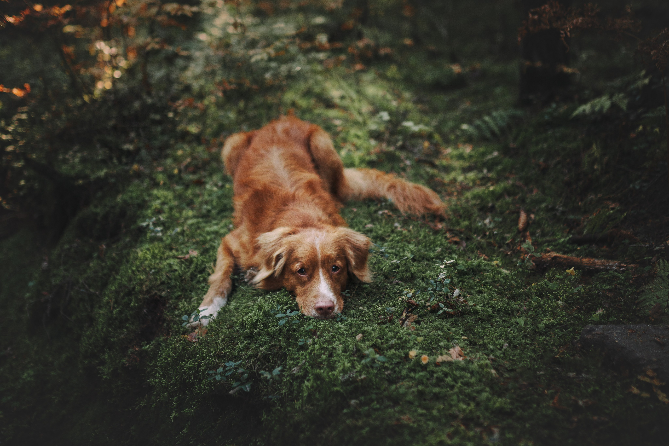 Рика. Фотограф анималист Осипчикова Мария