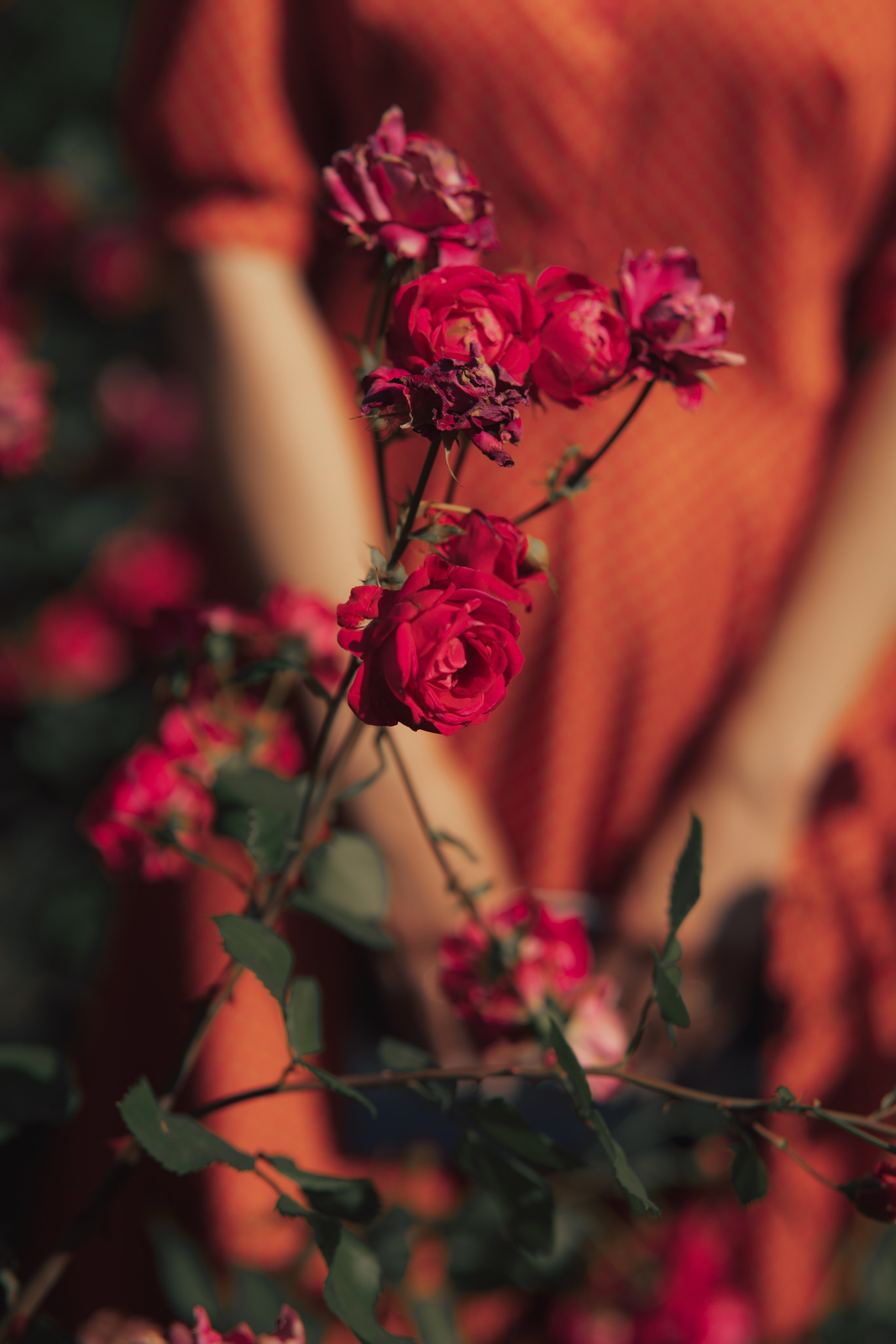 Розы. Фотограф Мария Зайчик