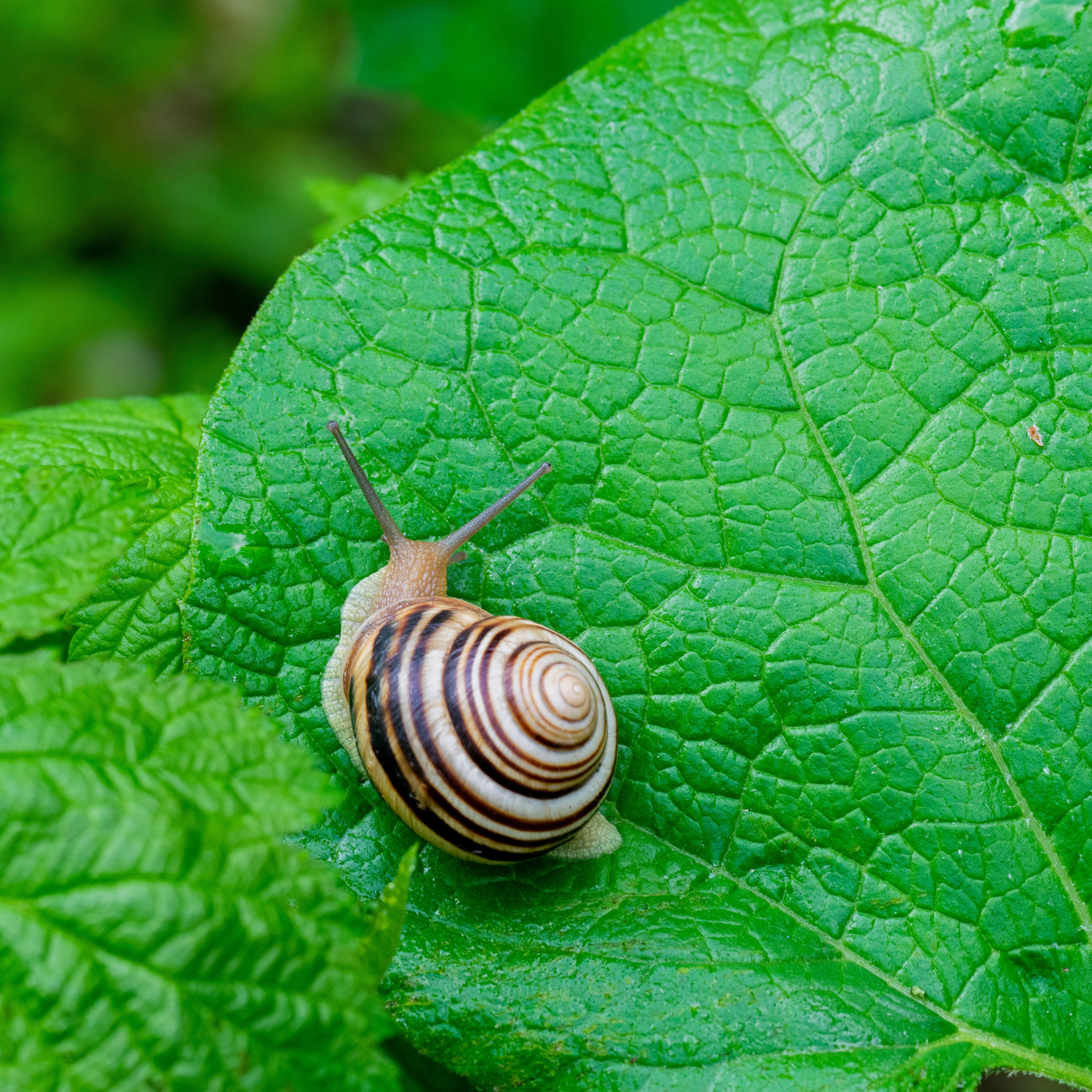Насекомые. Фотограф Вадим Хмурковский