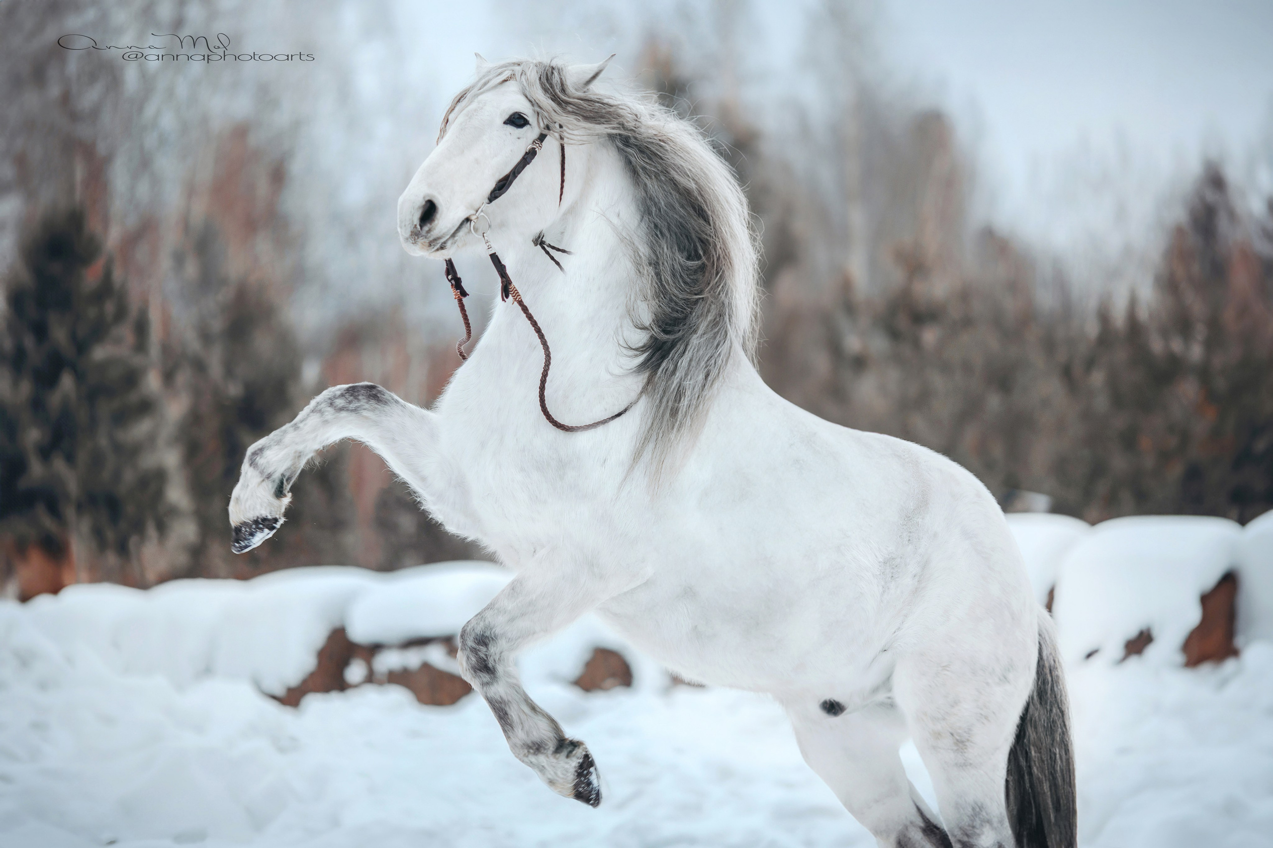 Съемка для лошадей. Анна Молчанова конный фотограф в Тюмени | фотосессии с лошадьми Тюмень