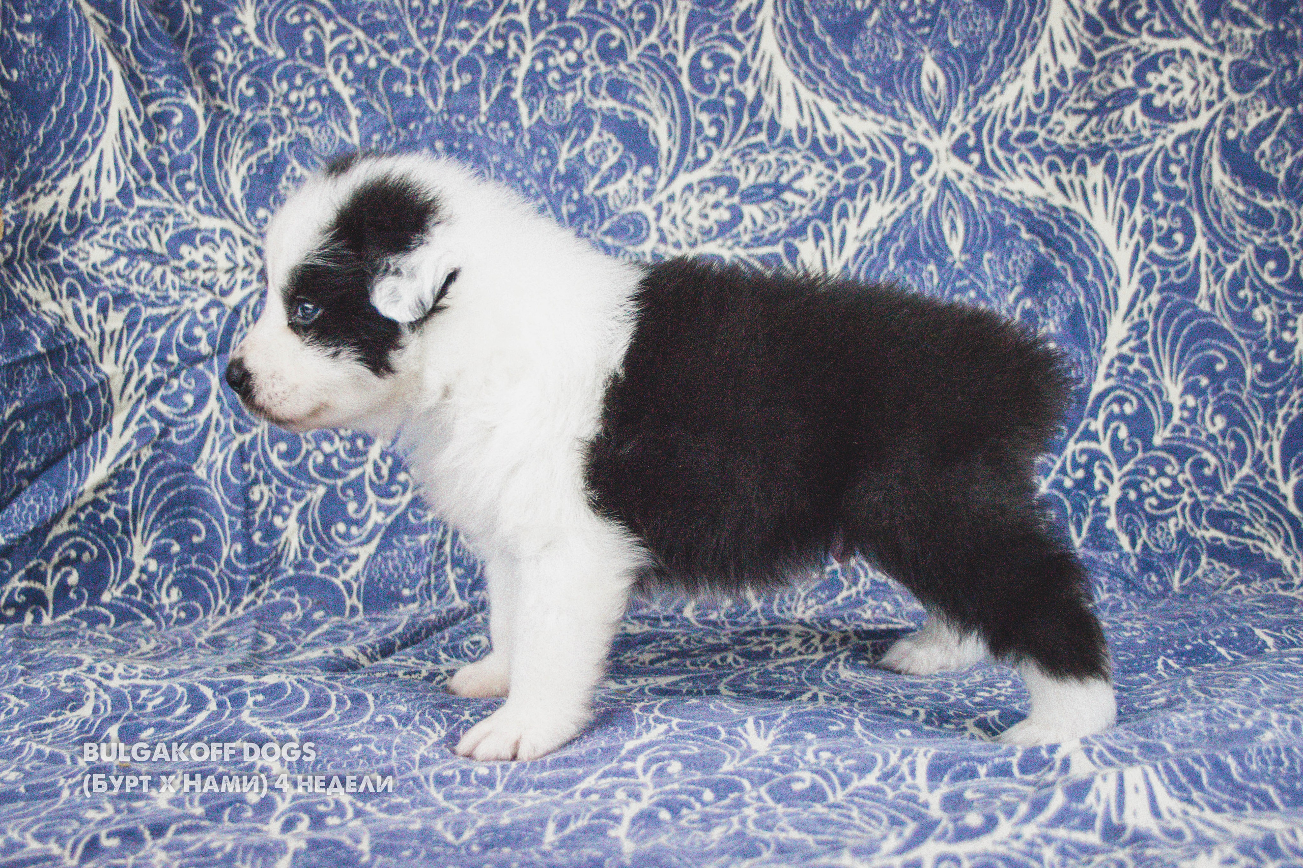 Карныш. BLGKV питомник собак