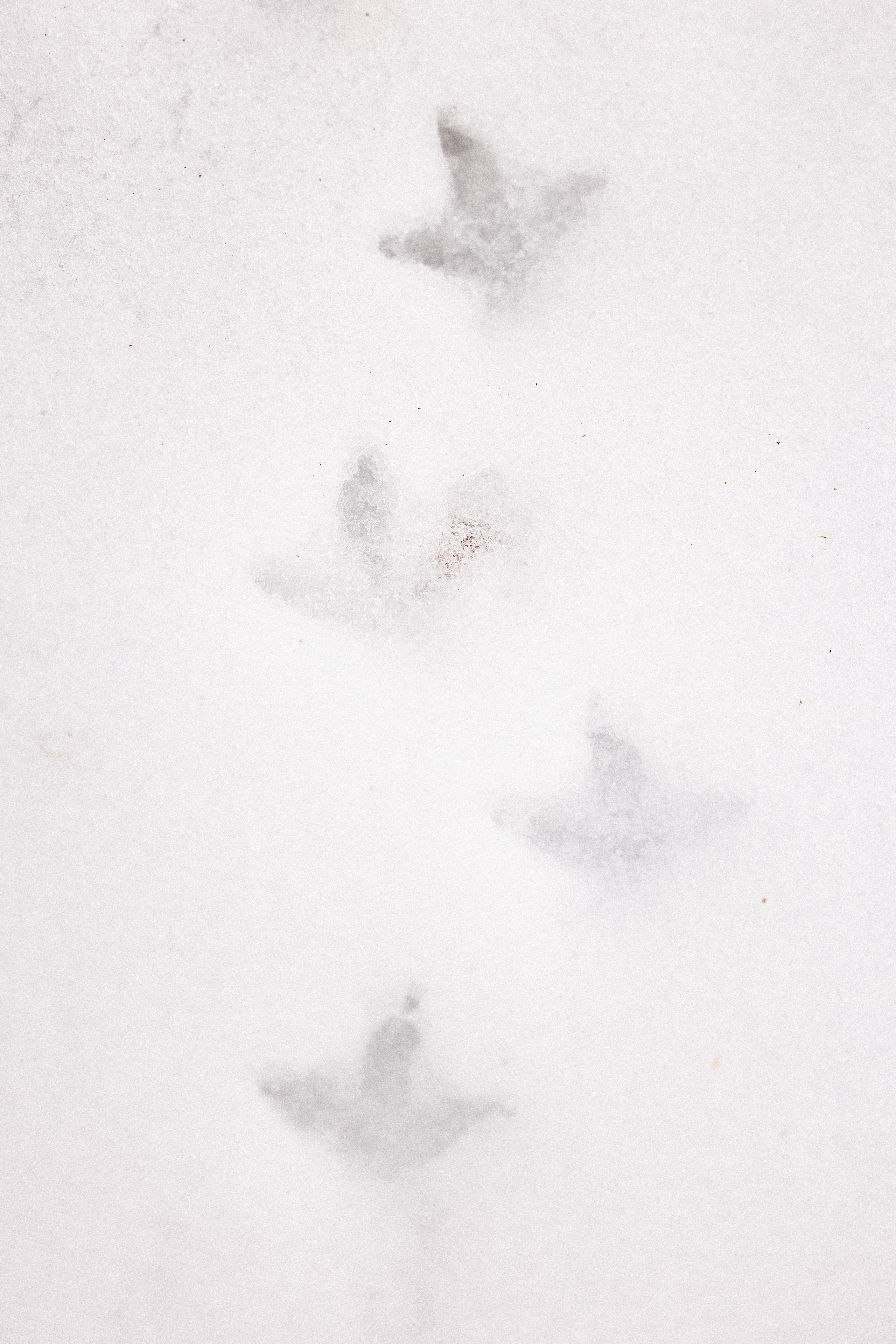 Кольский. Фотограф и видеограф анималист Аганина Дарья