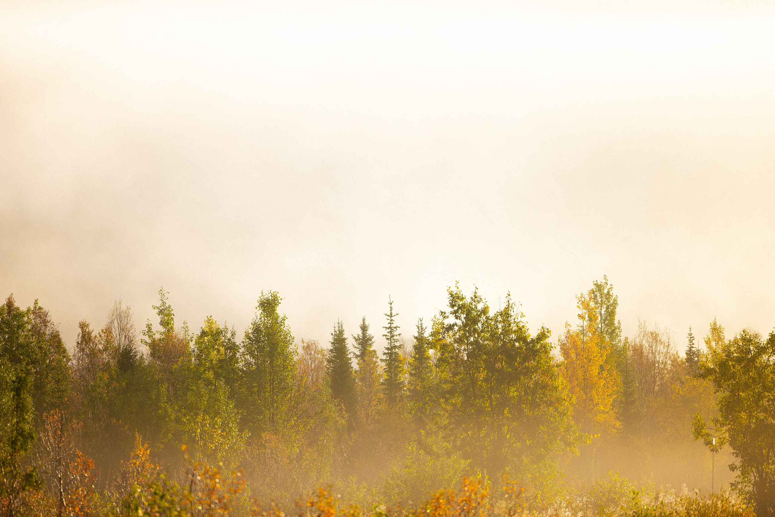 Кольский. Фотограф и видеограф анималист Аганина Дарья