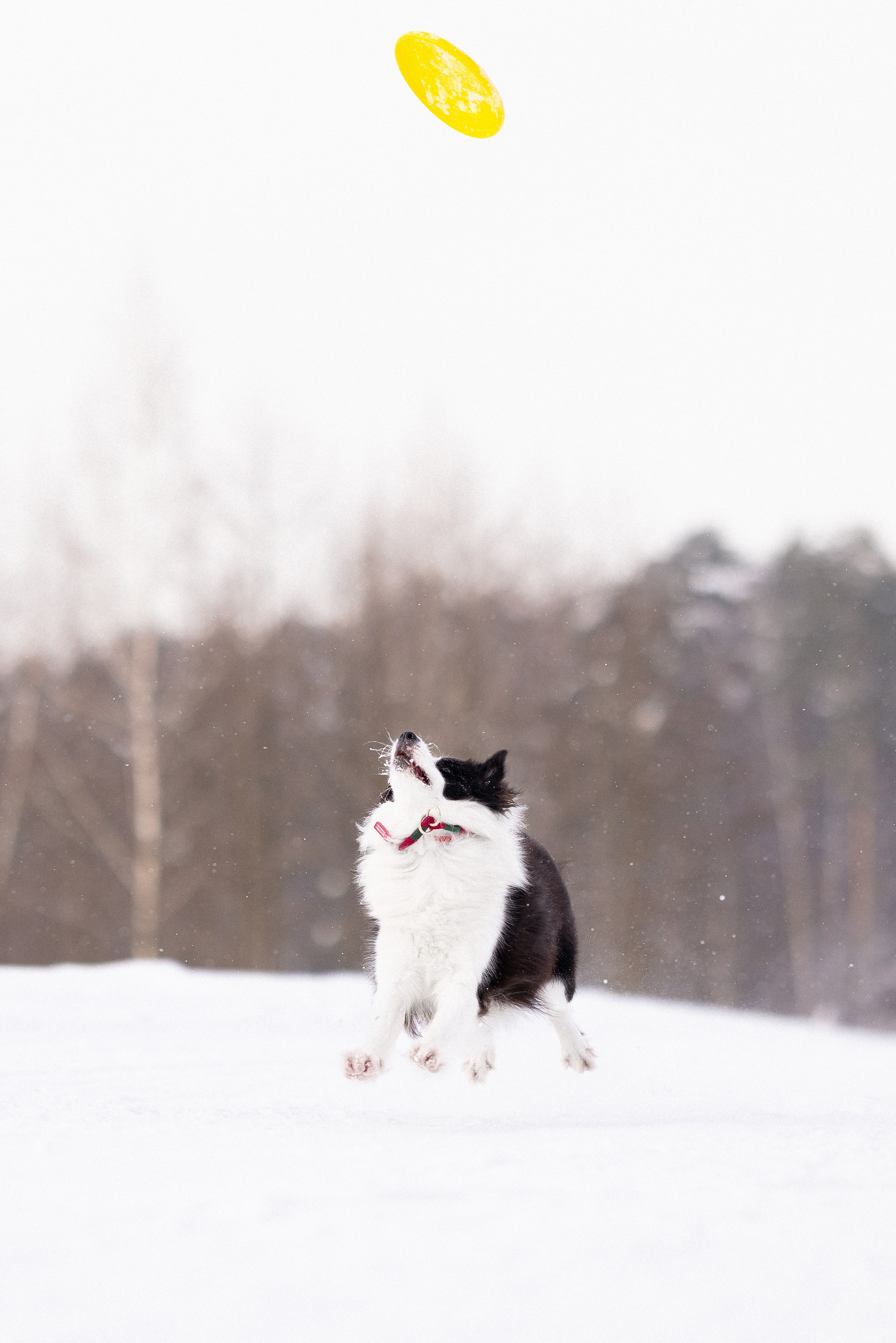 Лилия, Алексей и Ариана. Фотограф и видеограф анималист Аганина Дарья