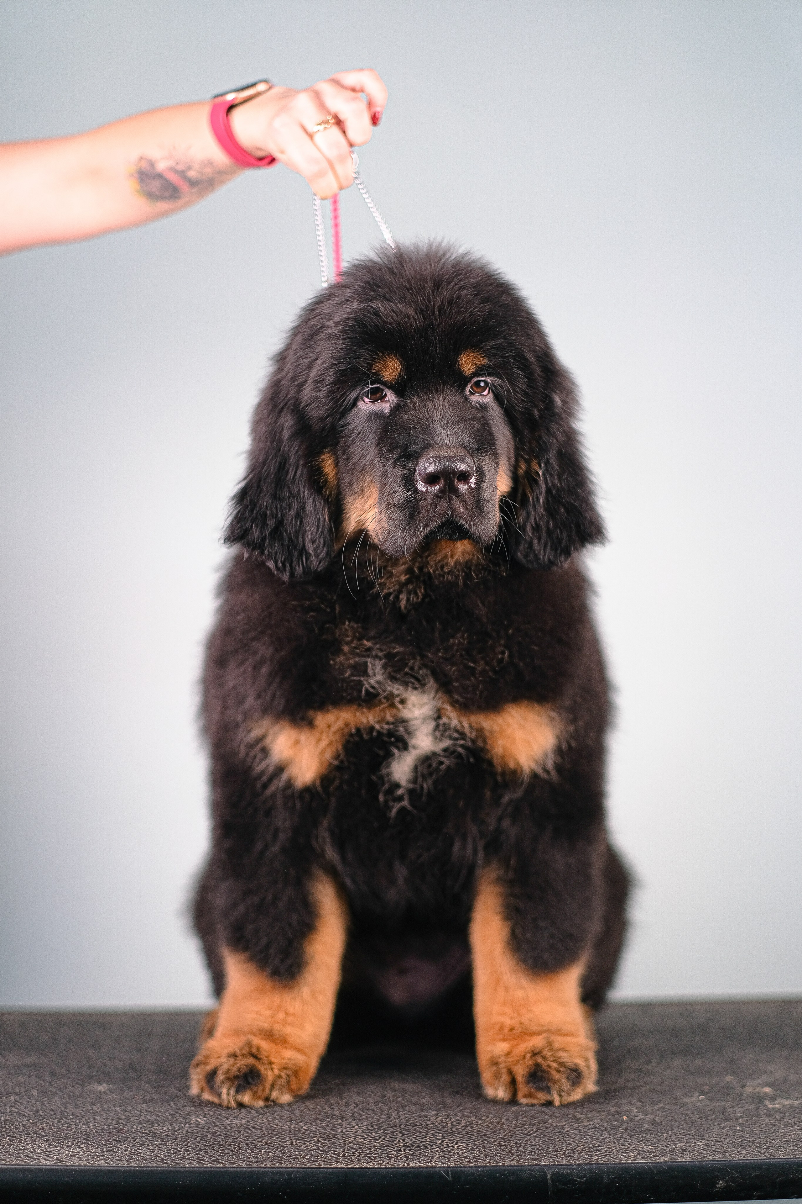 Тибетский мастиф. Фотограф и видеограф анималист Аганина Дарья