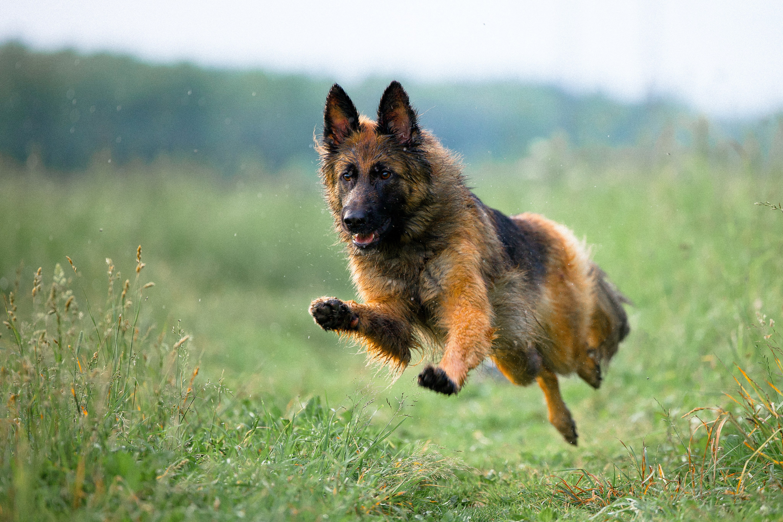 Алена, Фанни и Фрея. Фотограф и видеограф анималист Аганина Дарья