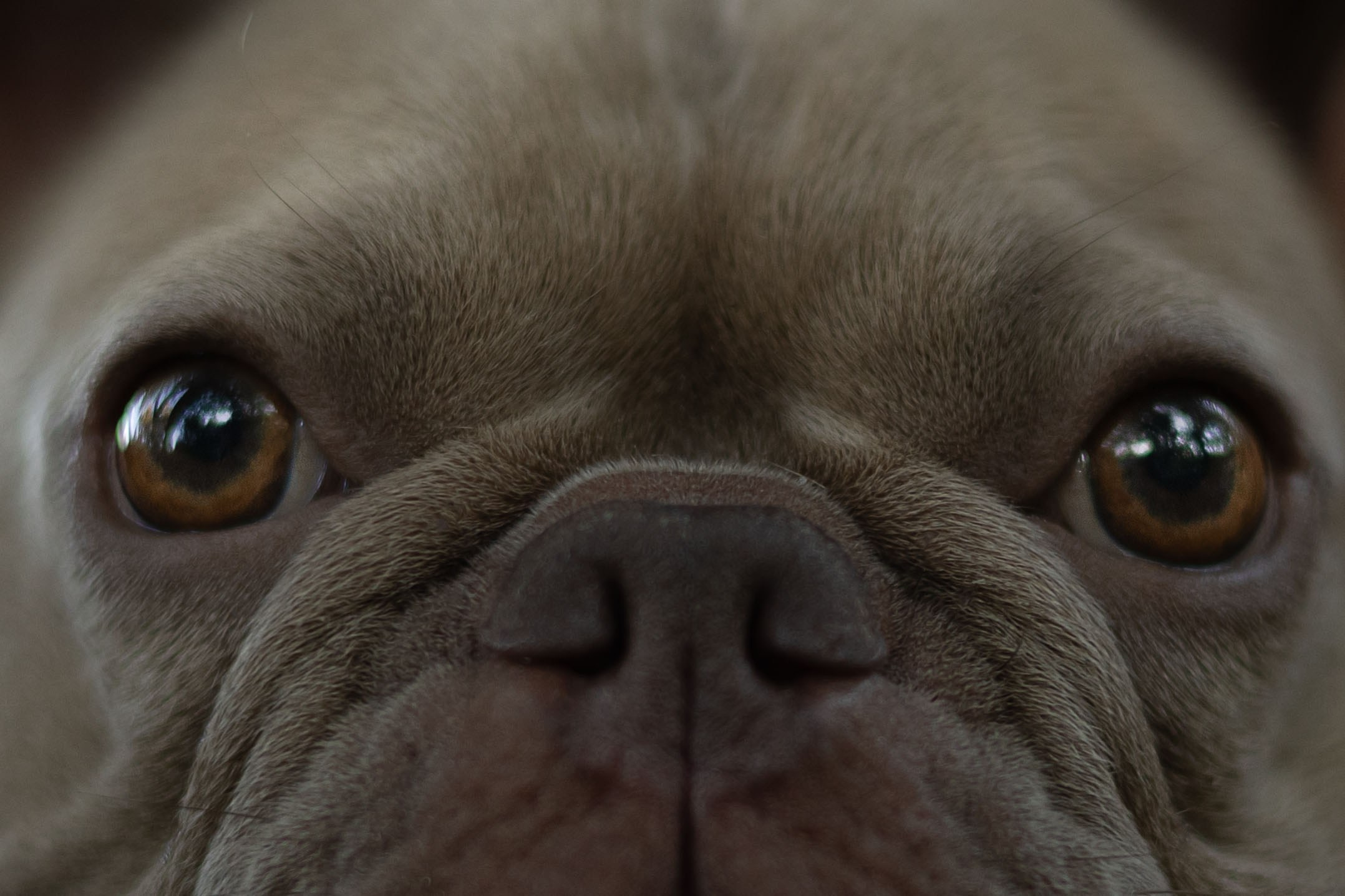 Анастасия и Мейса. Фотограф животных Евгения Верцинская