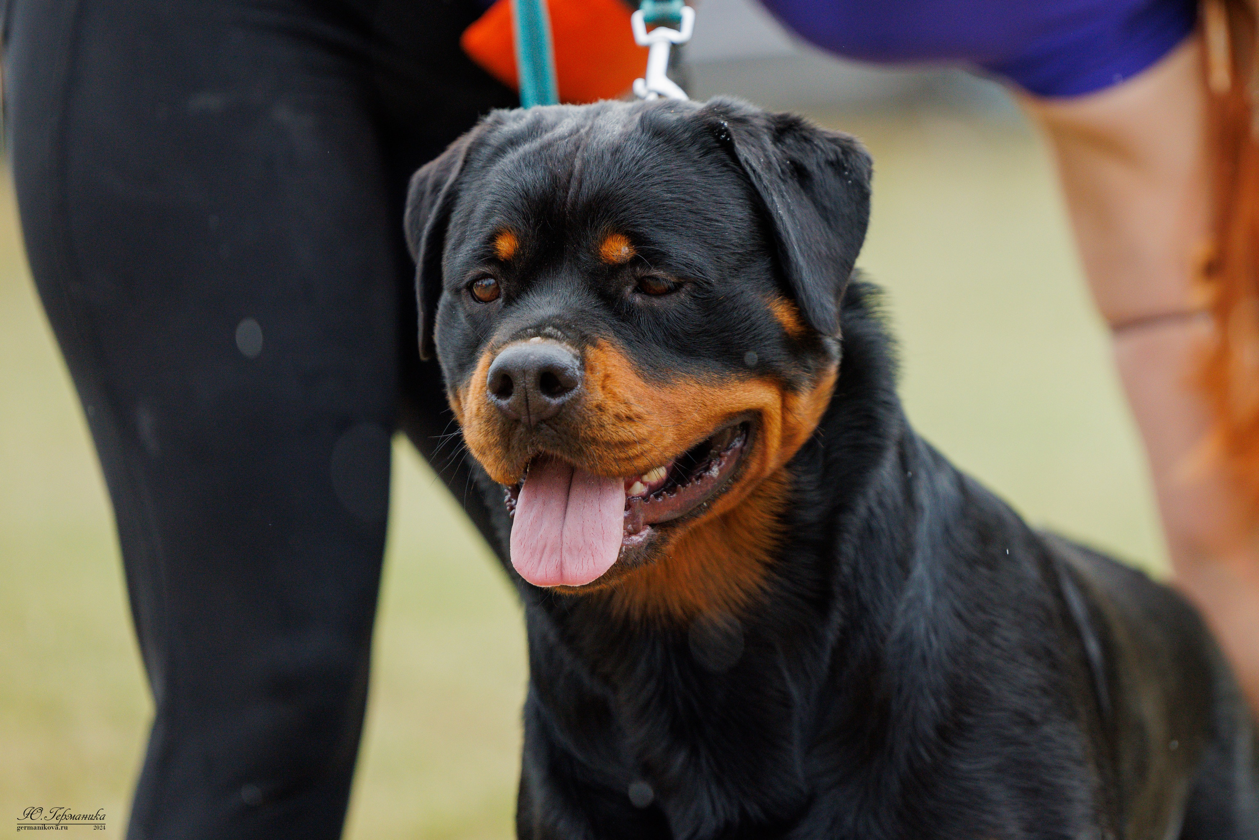 ПК и КЧК ротвейлеры Тверь 6-7.07.2024. Фотограф-анималист Юлия Германика