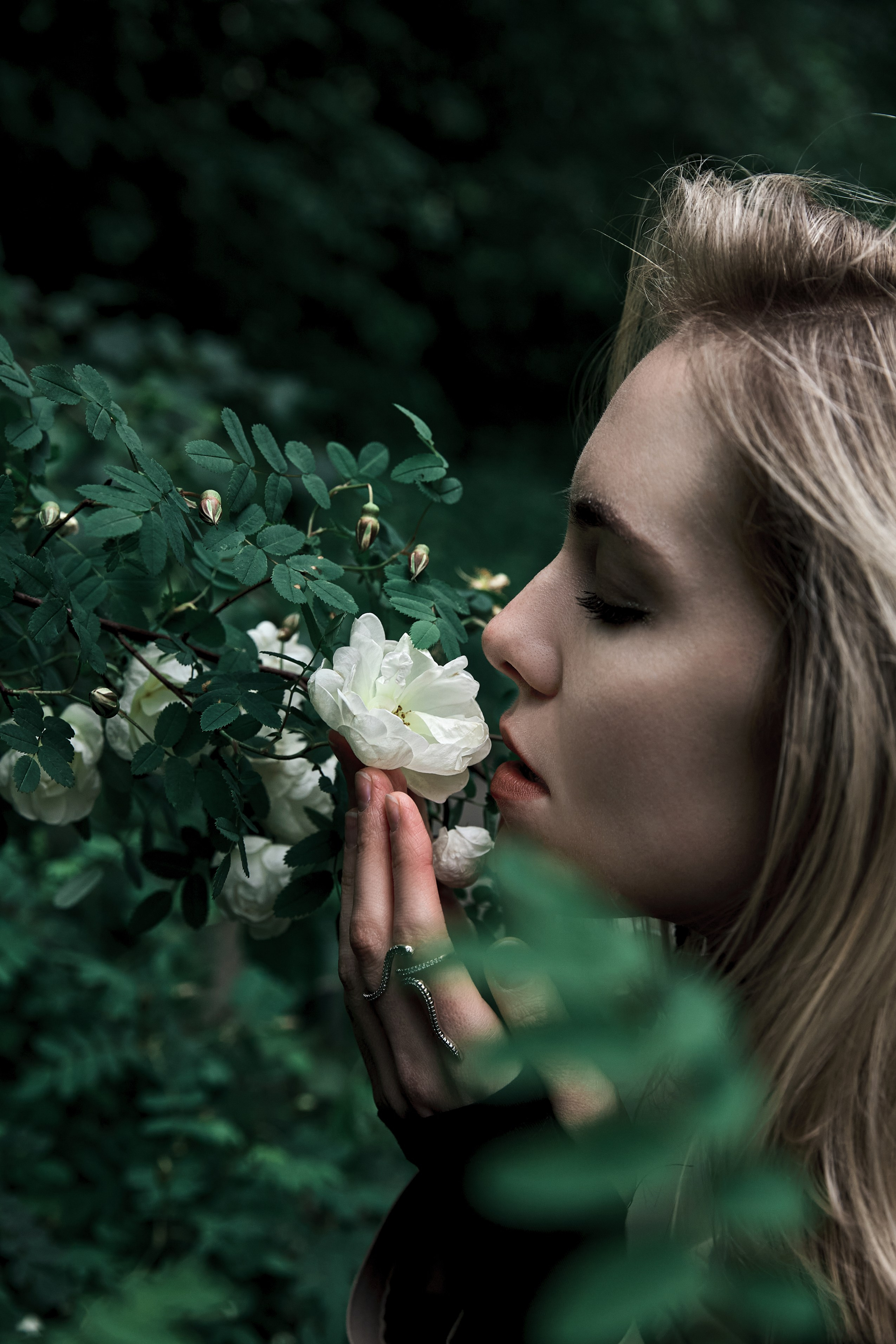 Портрет в темном ключе с белым шиповником