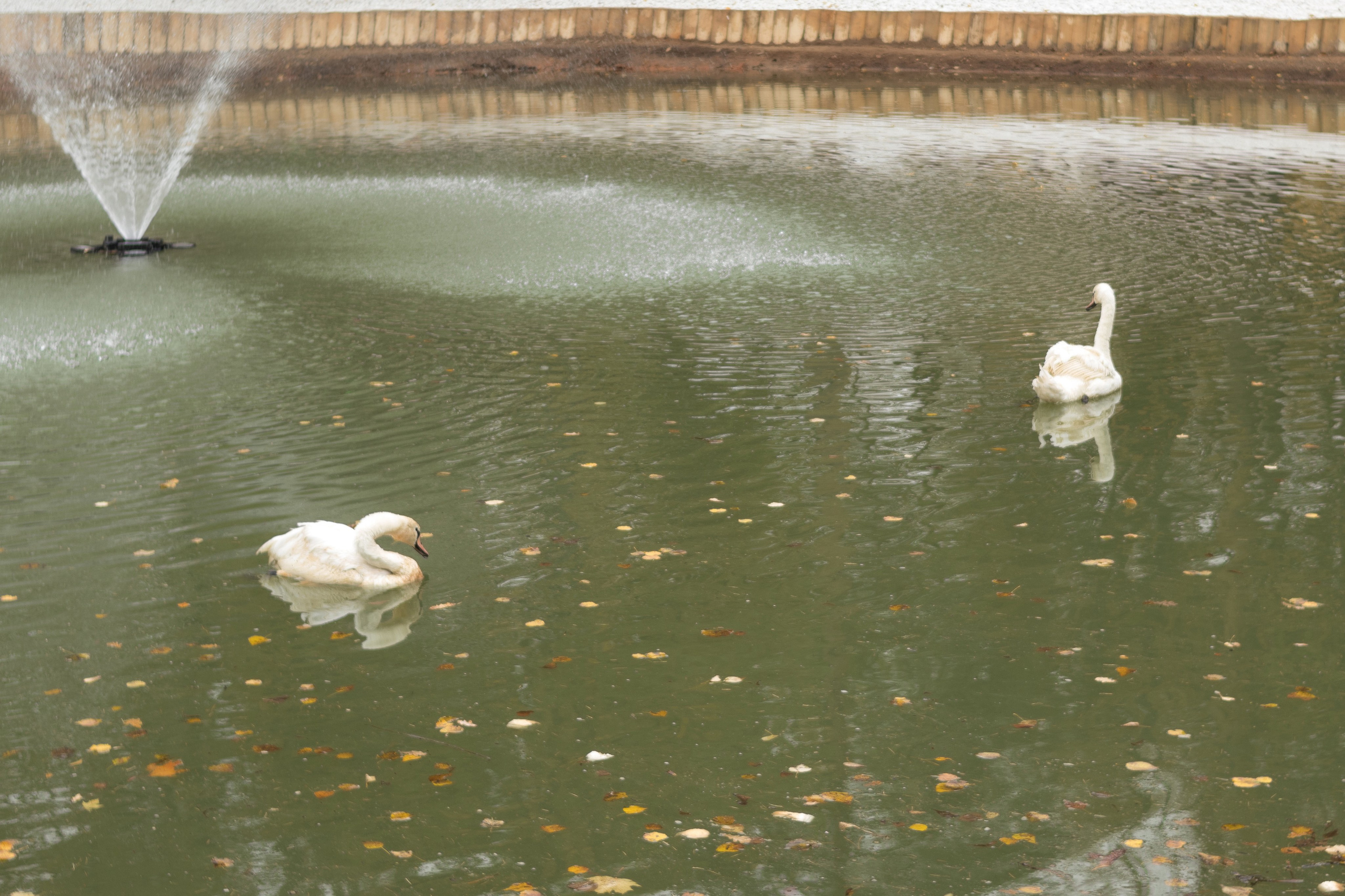 Вероника и Полина в парке им. О. Степанова октябрь 2021. Фотограф в Серпухове Наталья Руденко