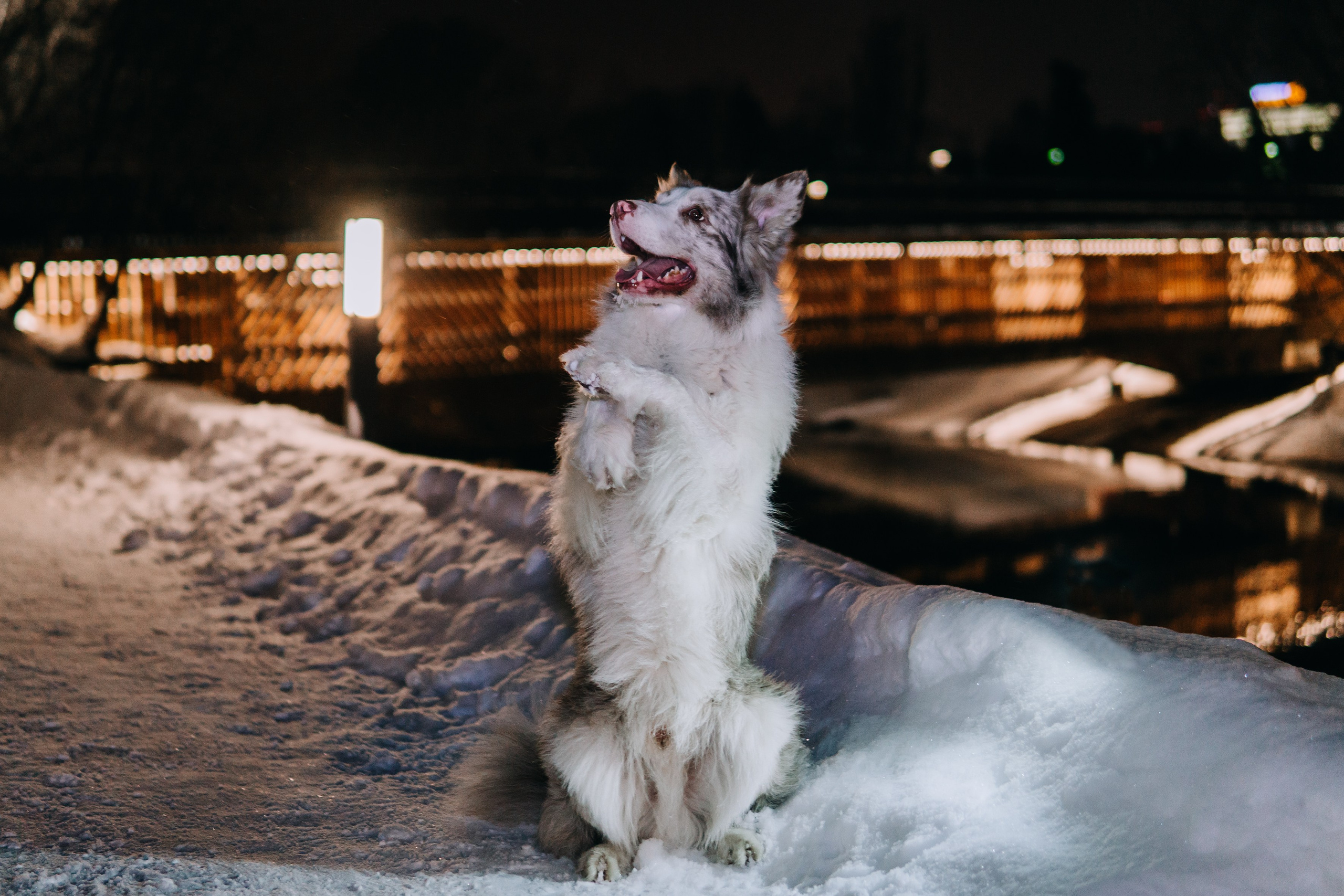 Life with dog. Saamill