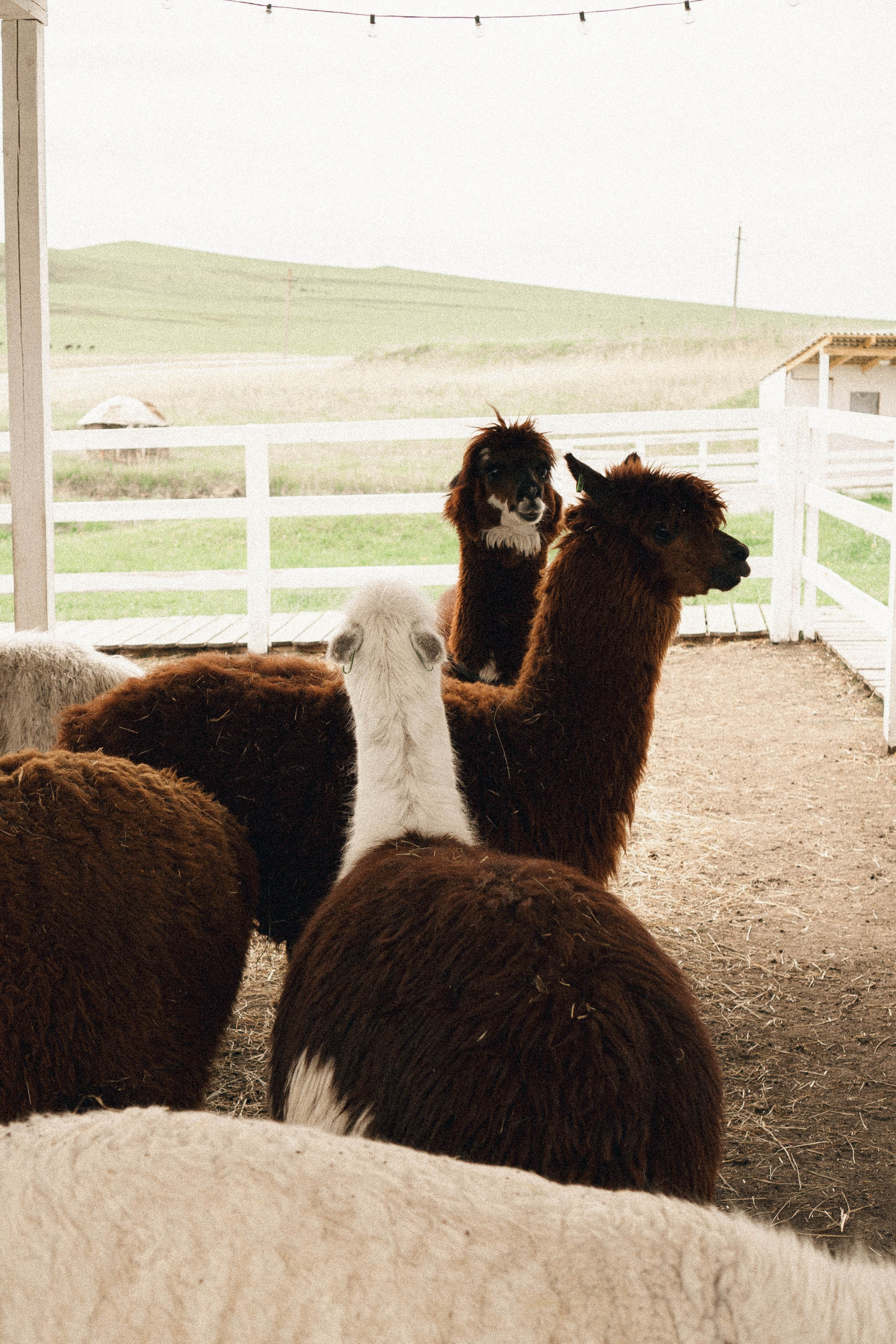 Ферма Альпак. Профессиональный фотограф, Санкт-Петербург — Виктория Богомолова