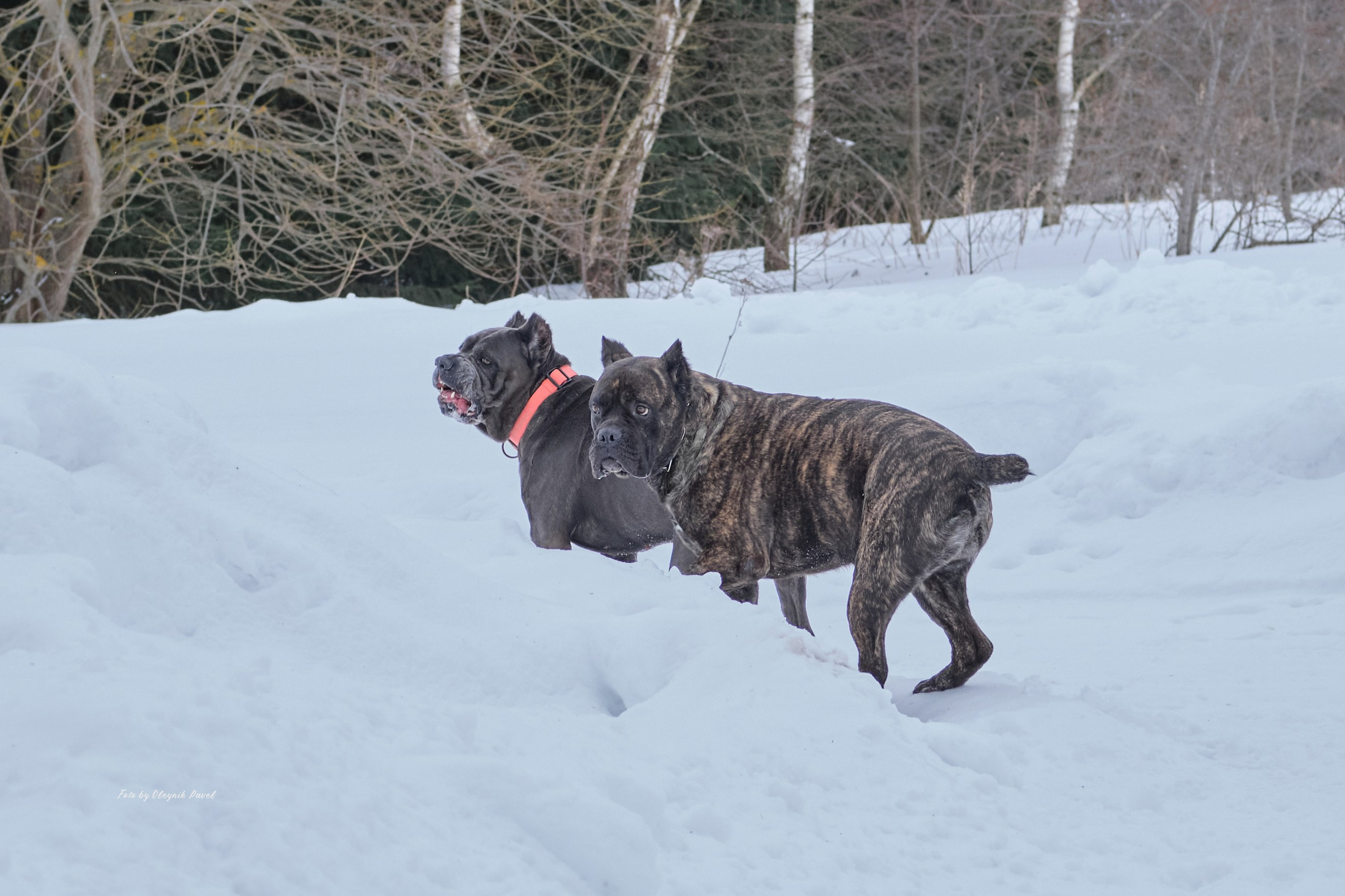 Съемка животных. Репортажная фото и видеосъемка в Москве под ключ