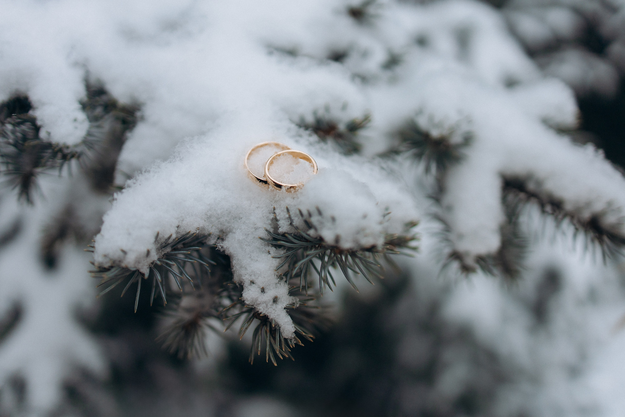 Армен и Армине. Свадебный и семейный фотограф Захарова Юлия