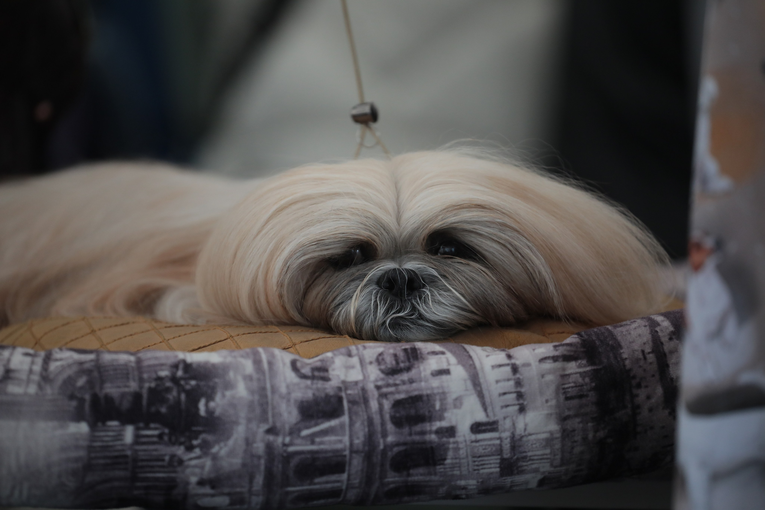 Выставка собак РКФ. Фотограф Екатерина Козловская