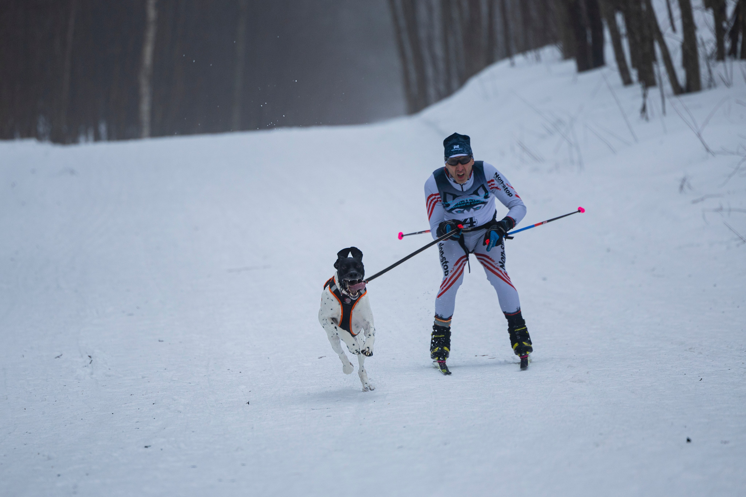 Зимний Чемпионат Санкт-Петербурга по ездовому спорту. Фотограф-анималист Анна Маринич