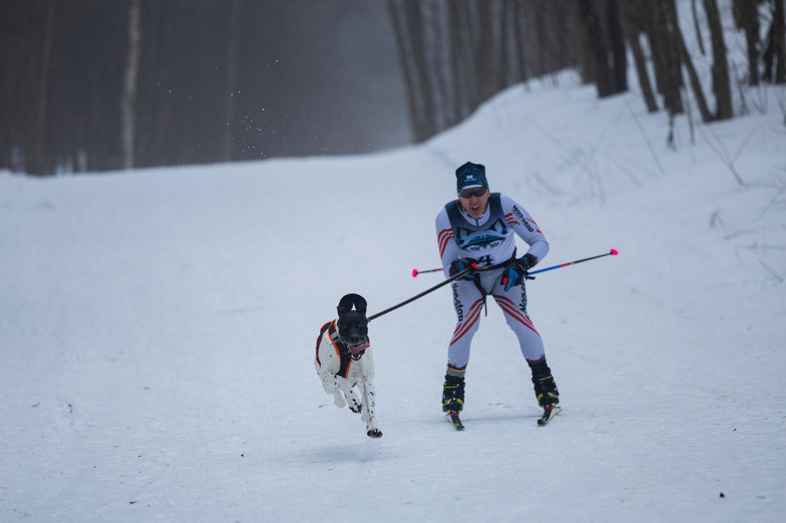 Зимний Чемпионат Санкт-Петербурга по ездовому спорту. Фотограф-анималист Анна Маринич