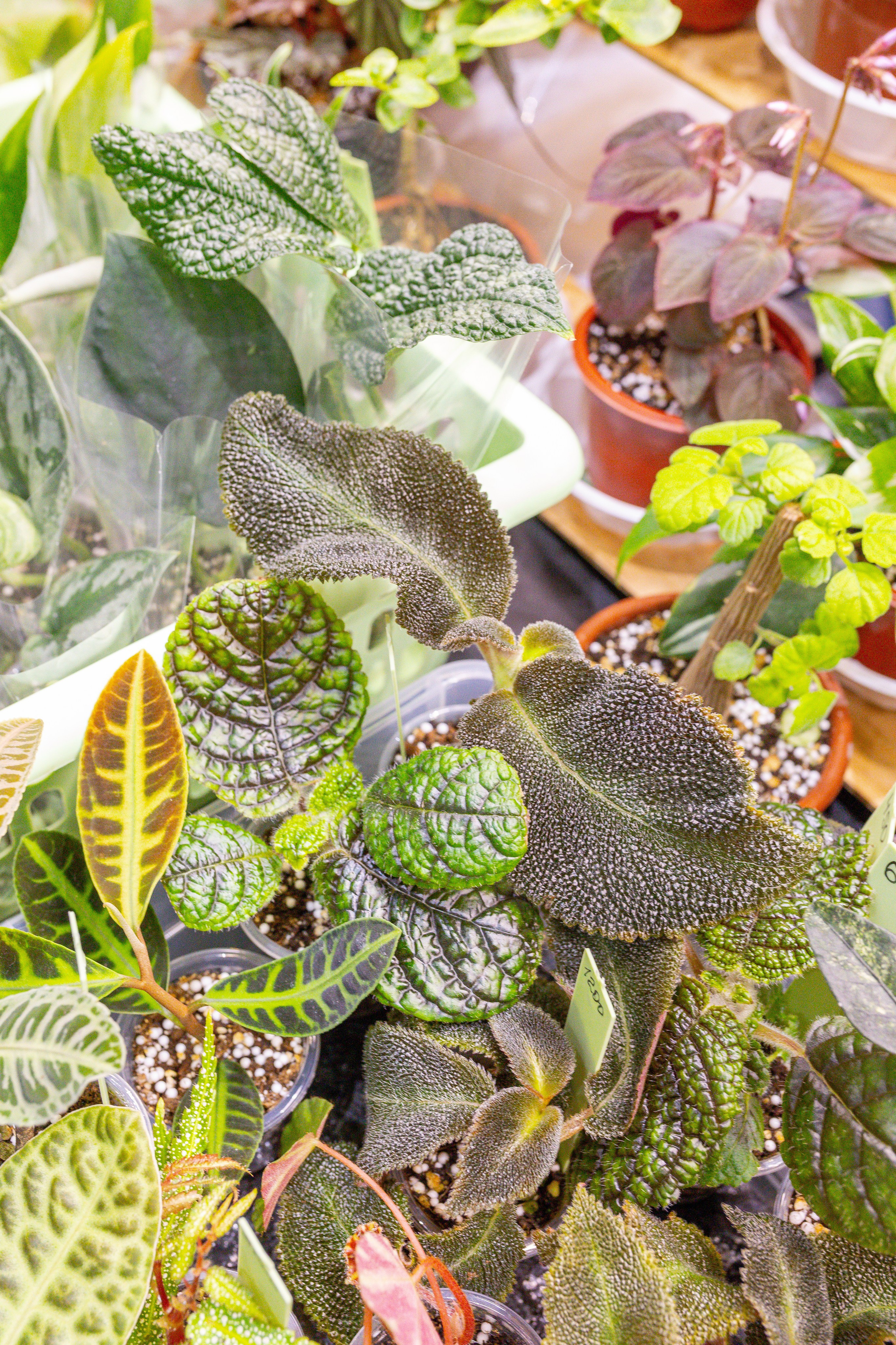 Монстериум 11–12 октября. Александра Куликова фотограф, Москва