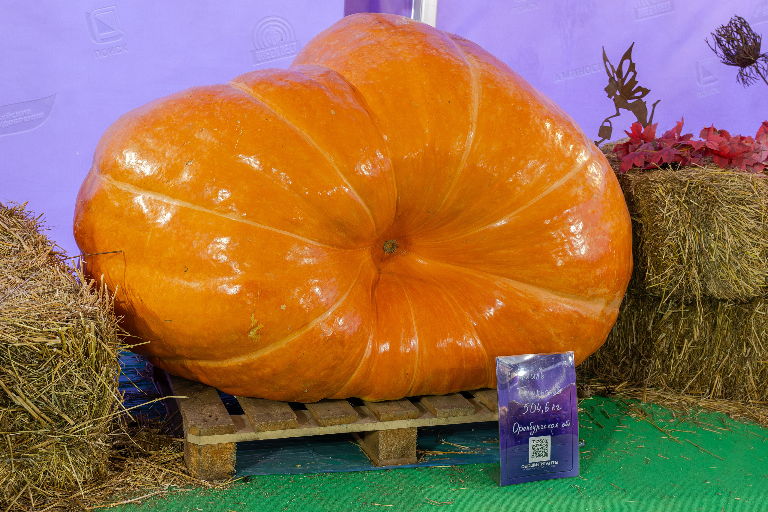 Овощи-гиганты. Александра Куликова фотограф, Москва