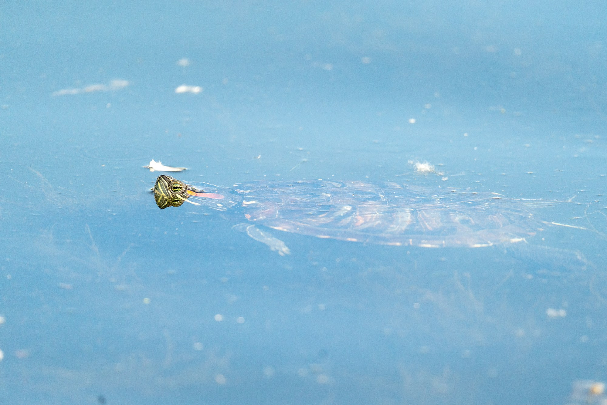 Животные. Ваш личный фотограф Марина Волкова