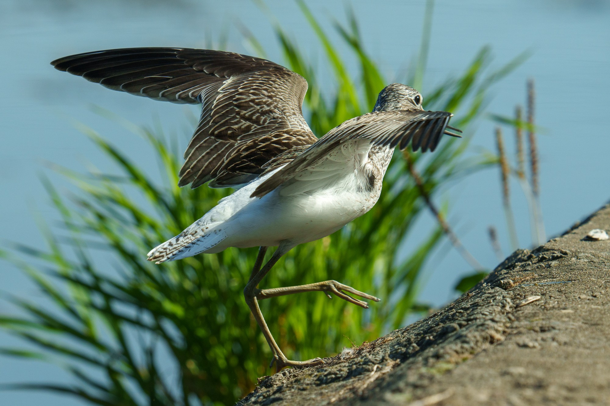 Удивительные мир птиц. Вокруг нас столько прекрасного — присмотритесь!. Ваш личный фотограф Марина Волкова