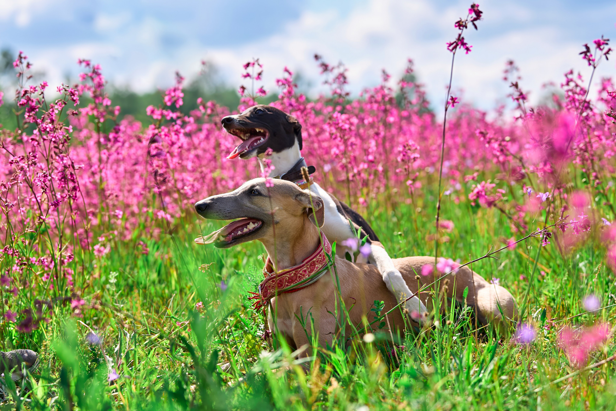 Фотосессии. Фотограф-анималист Михаил Манухин