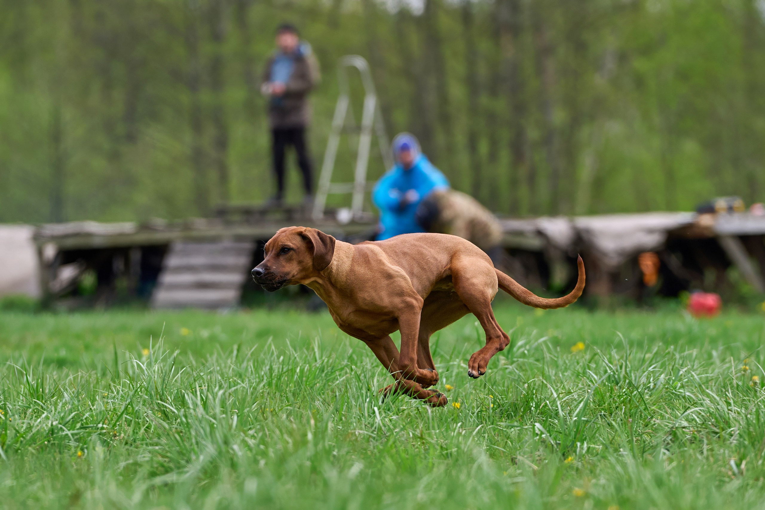 Тренировка по курсингу Донино. Фотограф-анималист Михаил Манухин