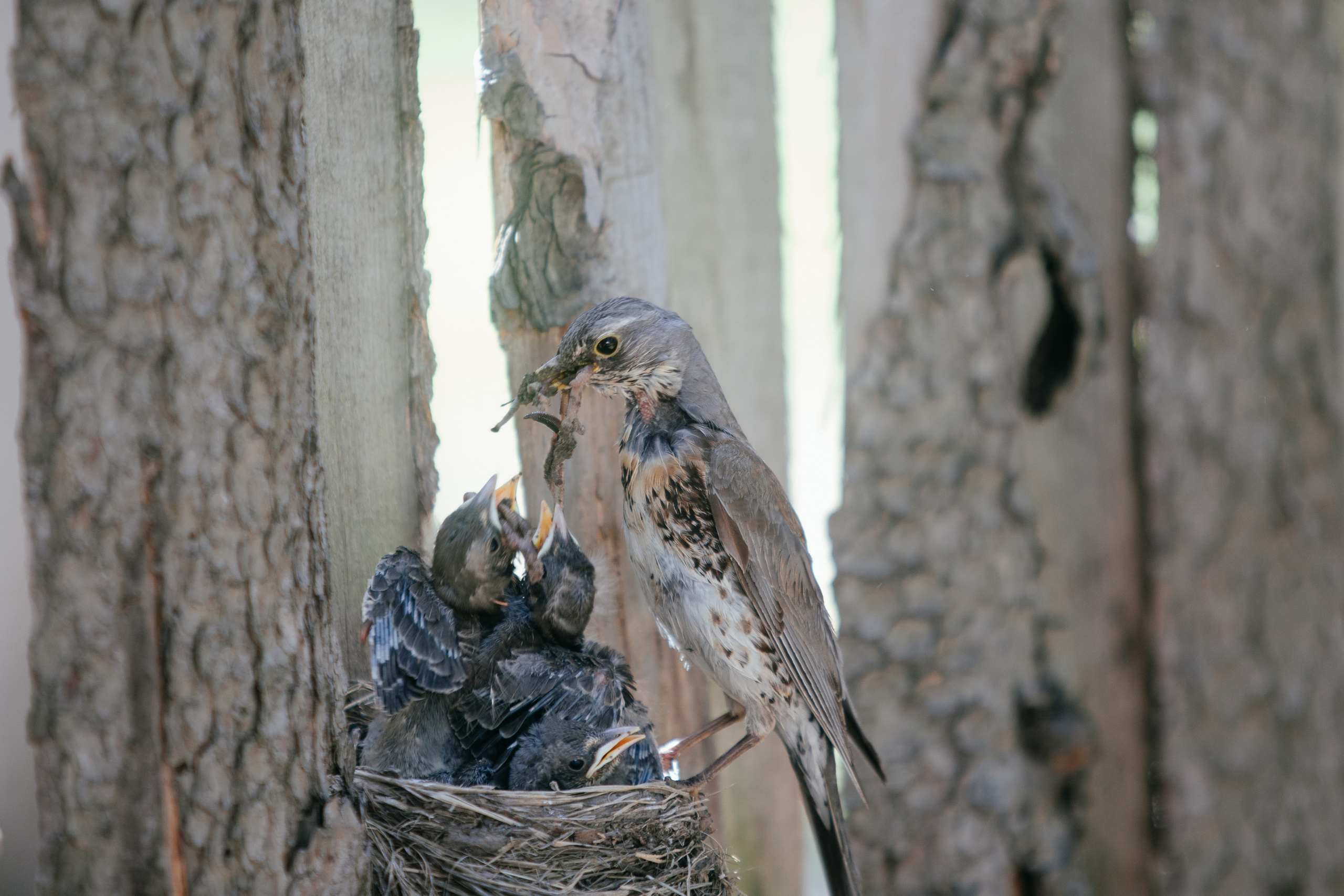 Выпускной в начальной школе. Арт-фотограф Крис Л. в Тобольске: портрет, семейные, свадьбы