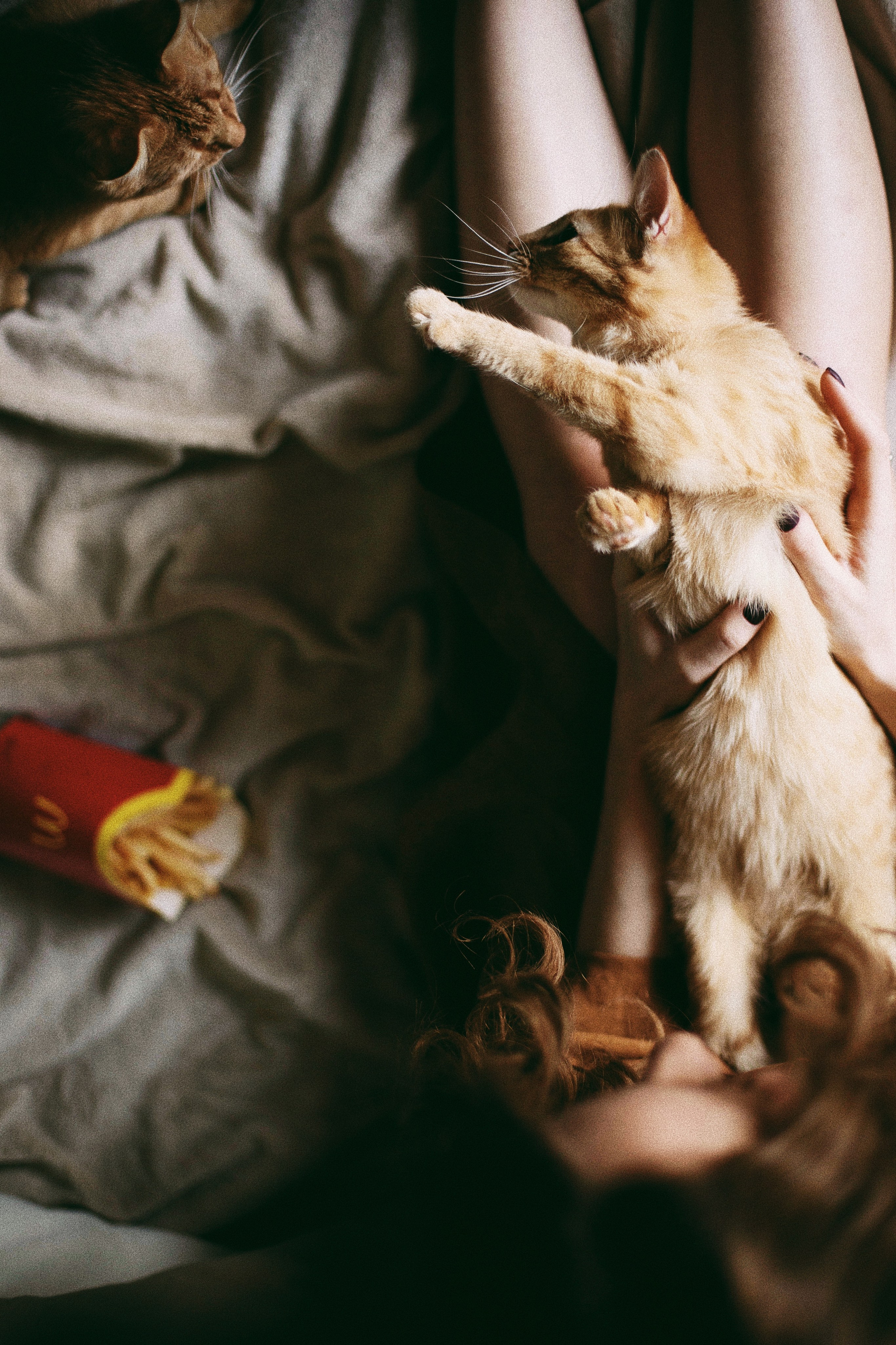 Катя, Булочка и Пирожок дома. Фотограф анималист Кристина Карпова, Москва