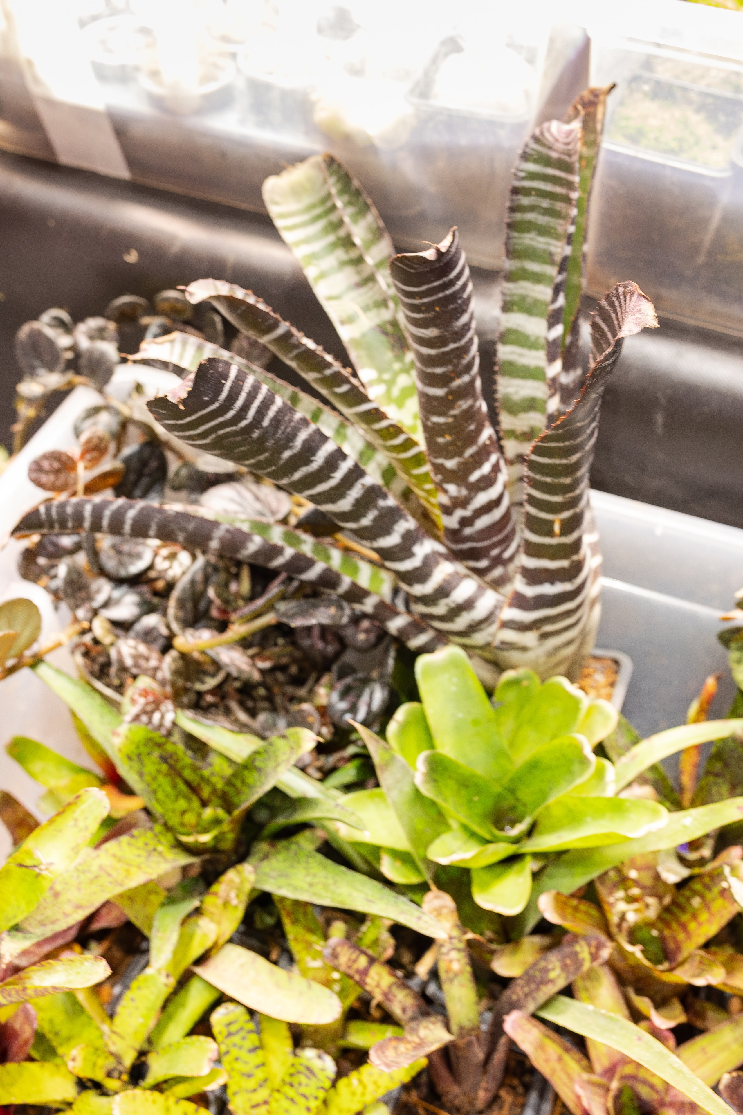 Монстериум апрель 2026. Александра Куликова фотограф, Москва