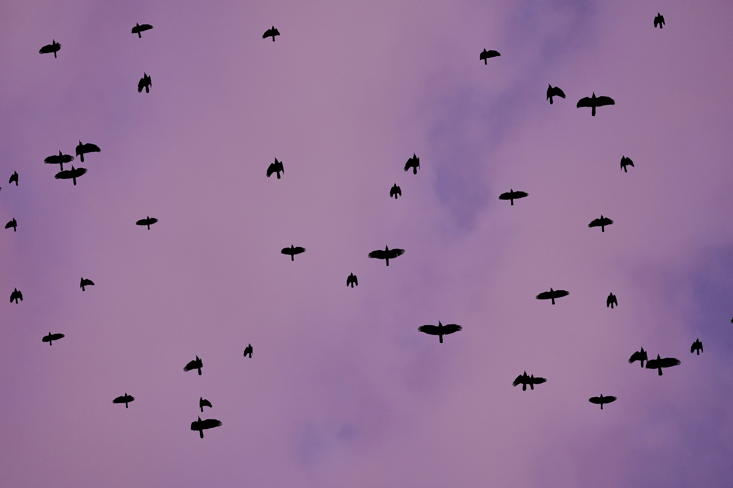 Free. Фотограф Денис Персенен | Санкт-Петербург, Москва