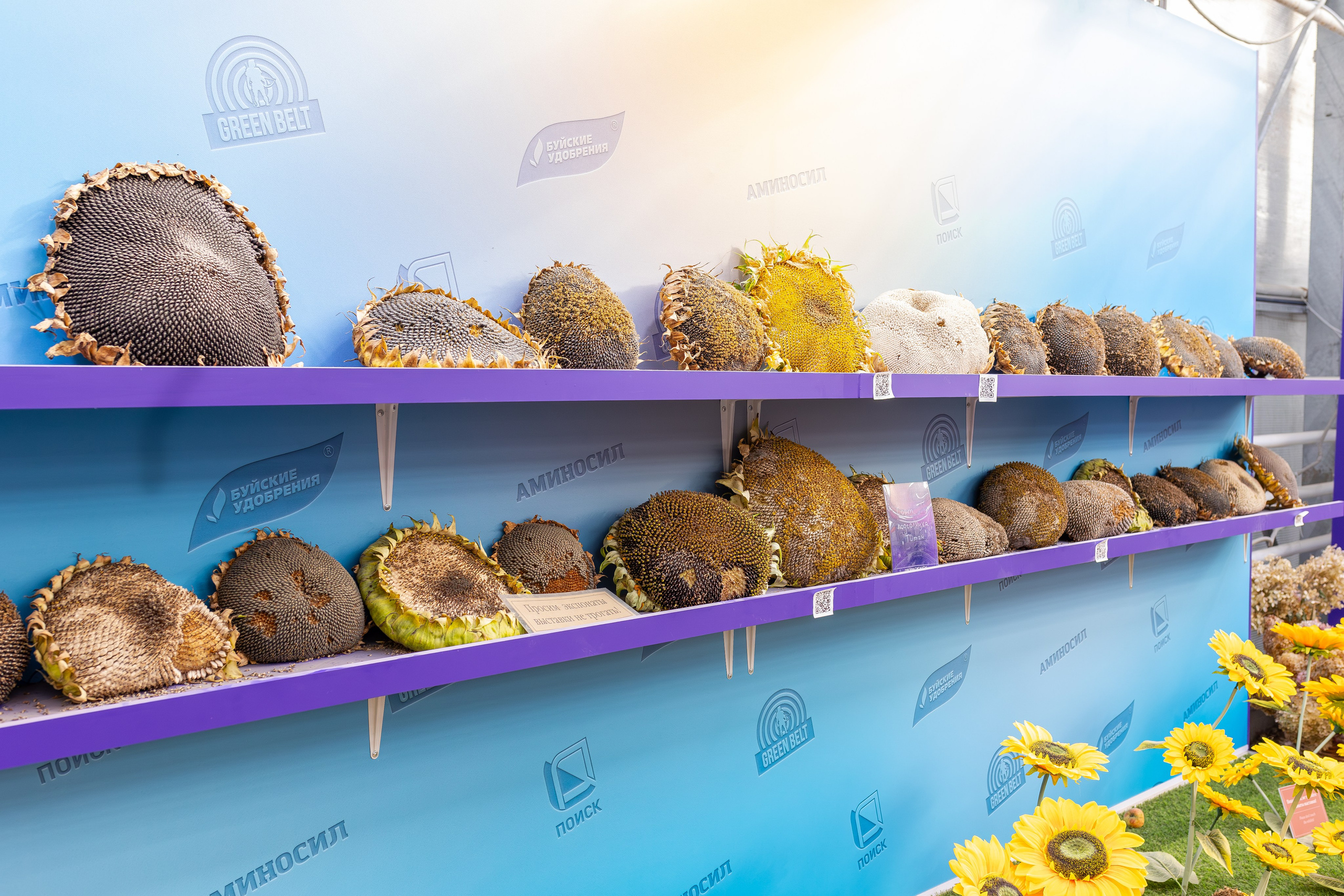 Овощи-гиганты. Александра Куликова фотограф, Москва