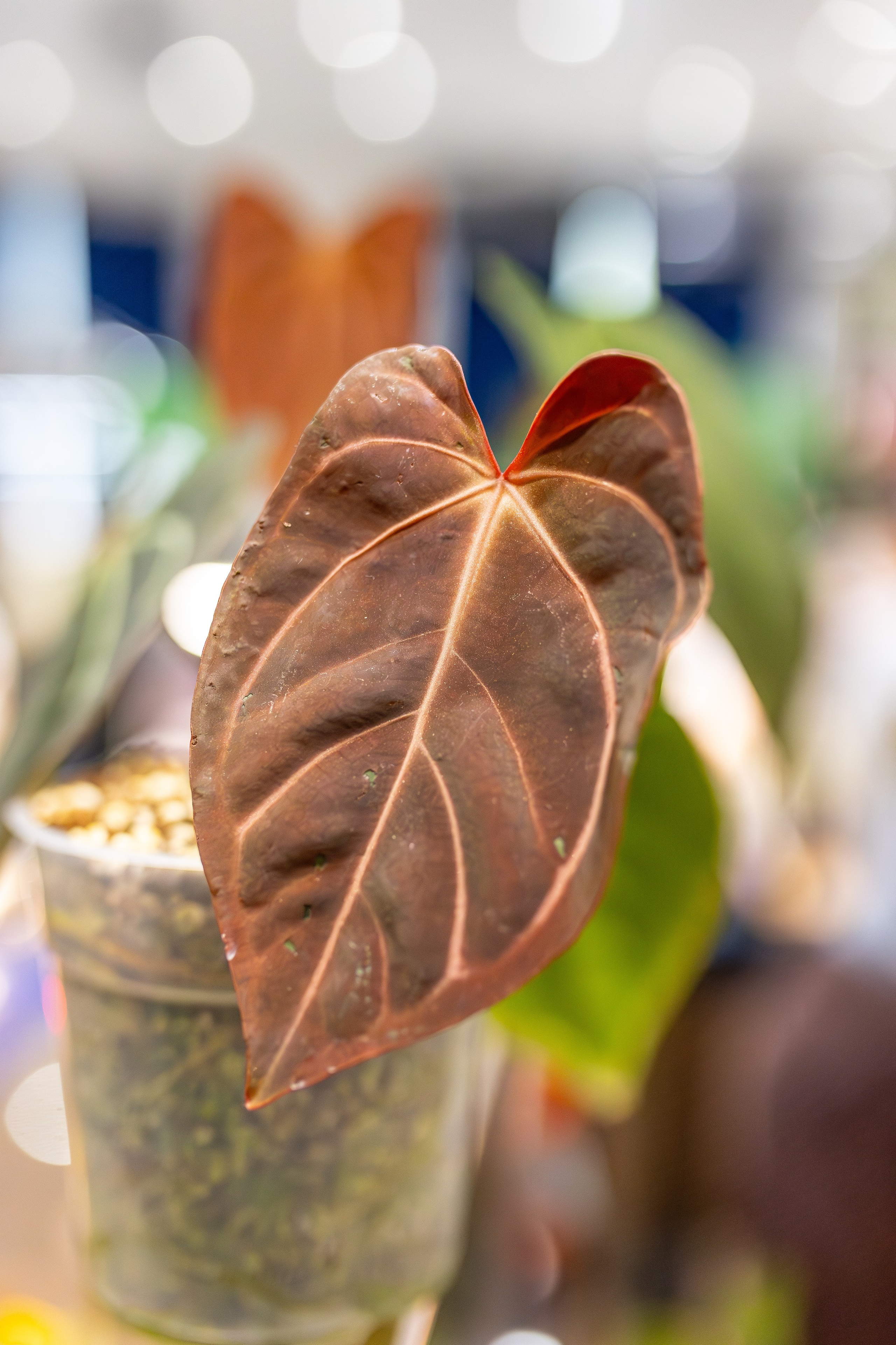 Монстериум апрель 2026. Александра Куликова фотограф, Москва