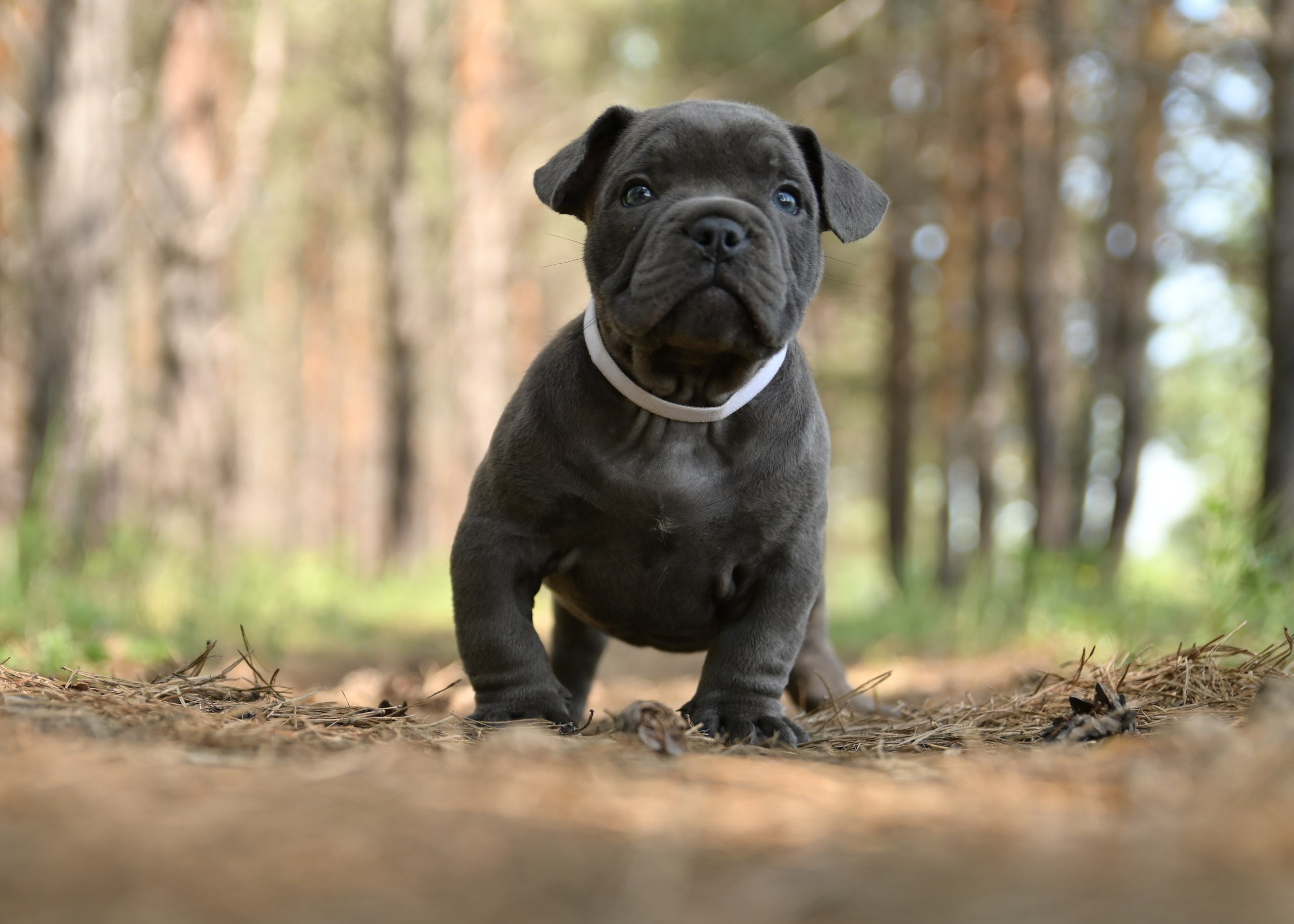 Свободные щенки Американский Булли в Иркутске. Питомник собак Иркутск